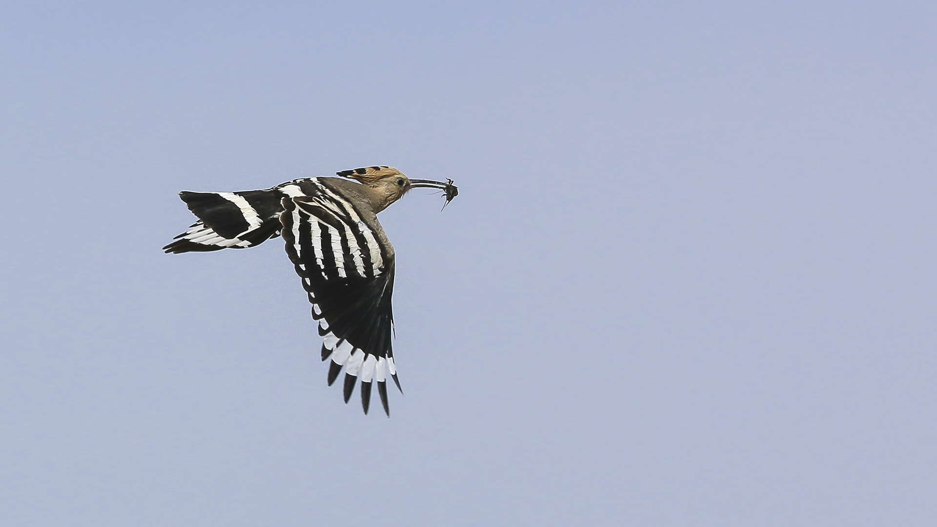 İbibik » Eurasian Hoopoe » Upupa epops