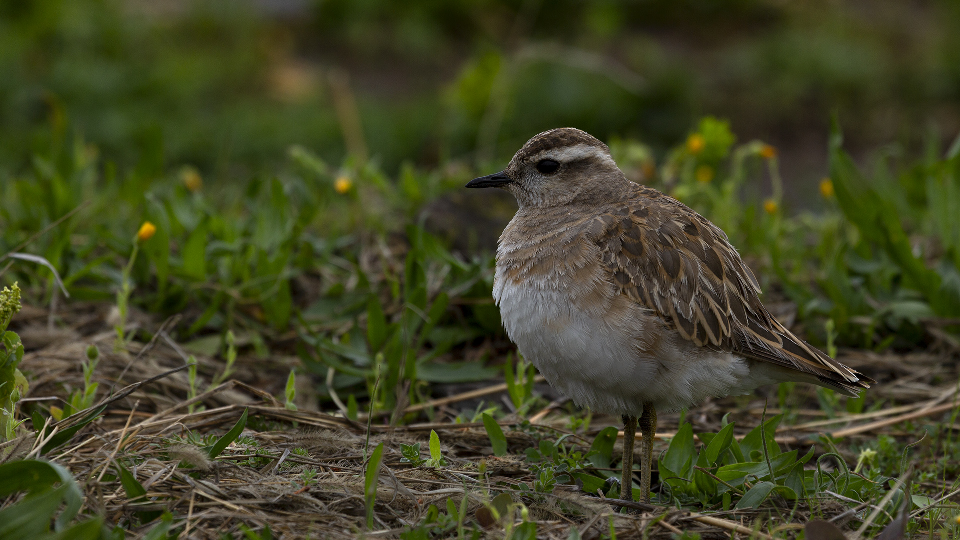 Dağ cılıbıtı » Eurasian Dotterel » Charadrius morinellus