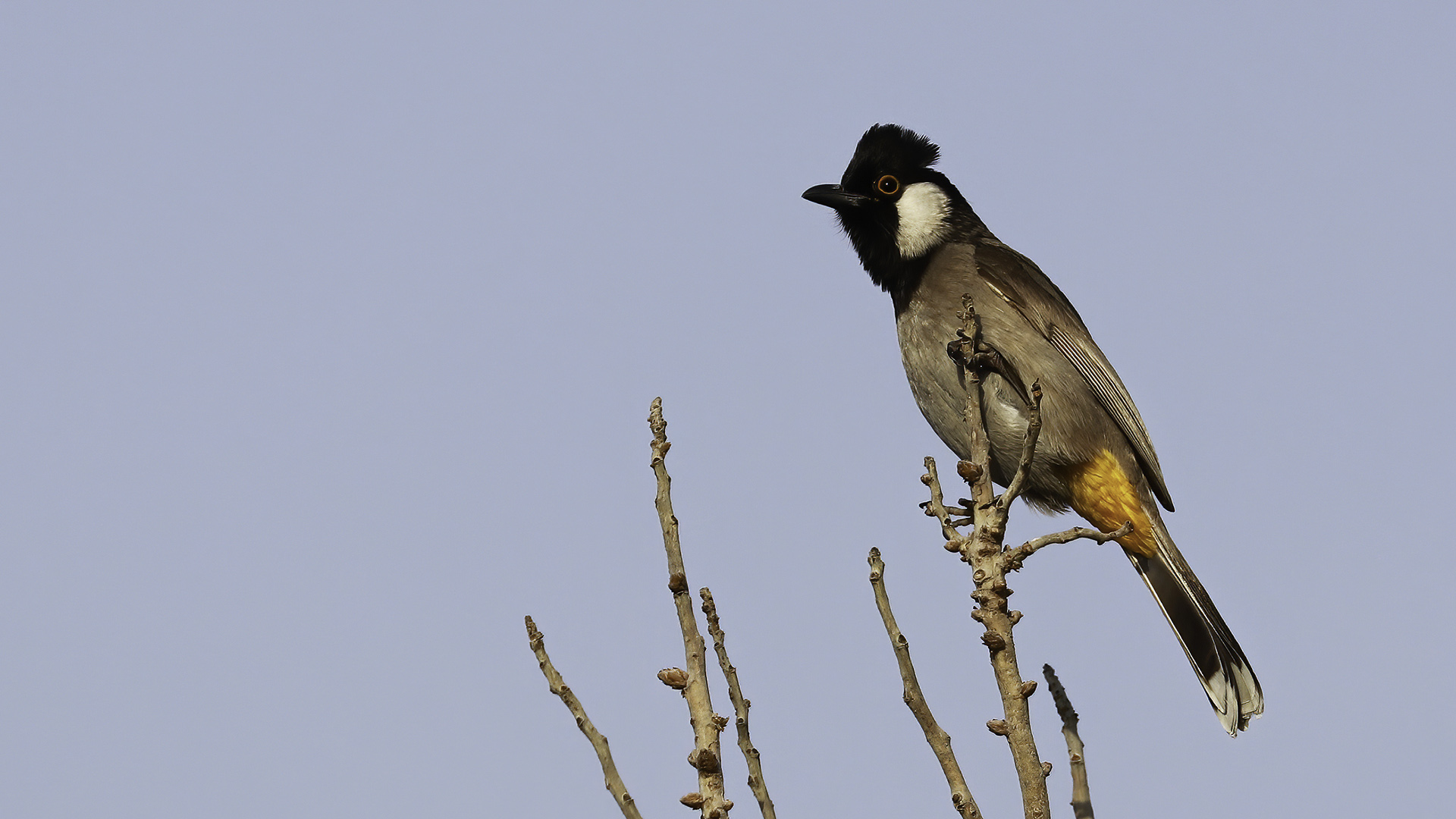 Akyanaklı arapbülbülü » White-eared Bulbul » Pycnonotus leucotis