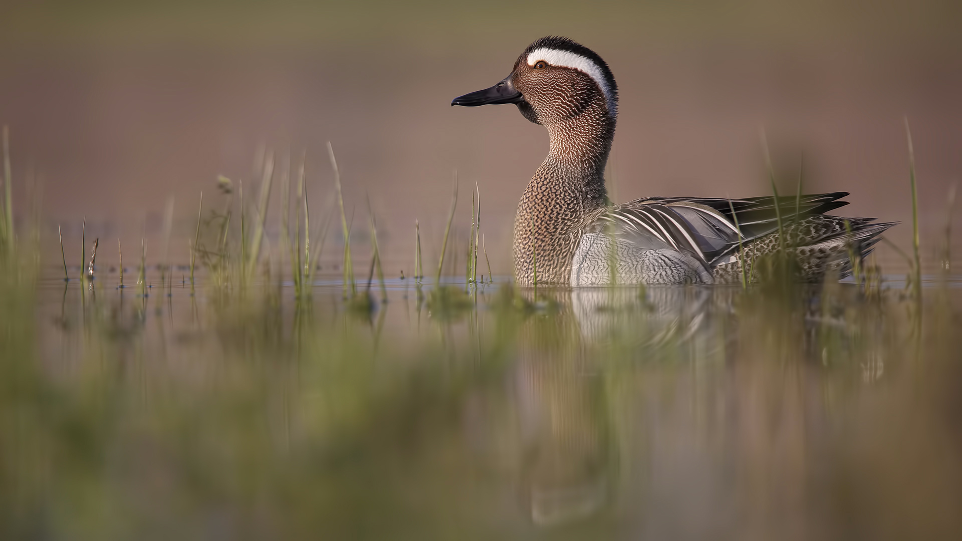 Çıkrıkçın » Garganey » Spatula querquedula