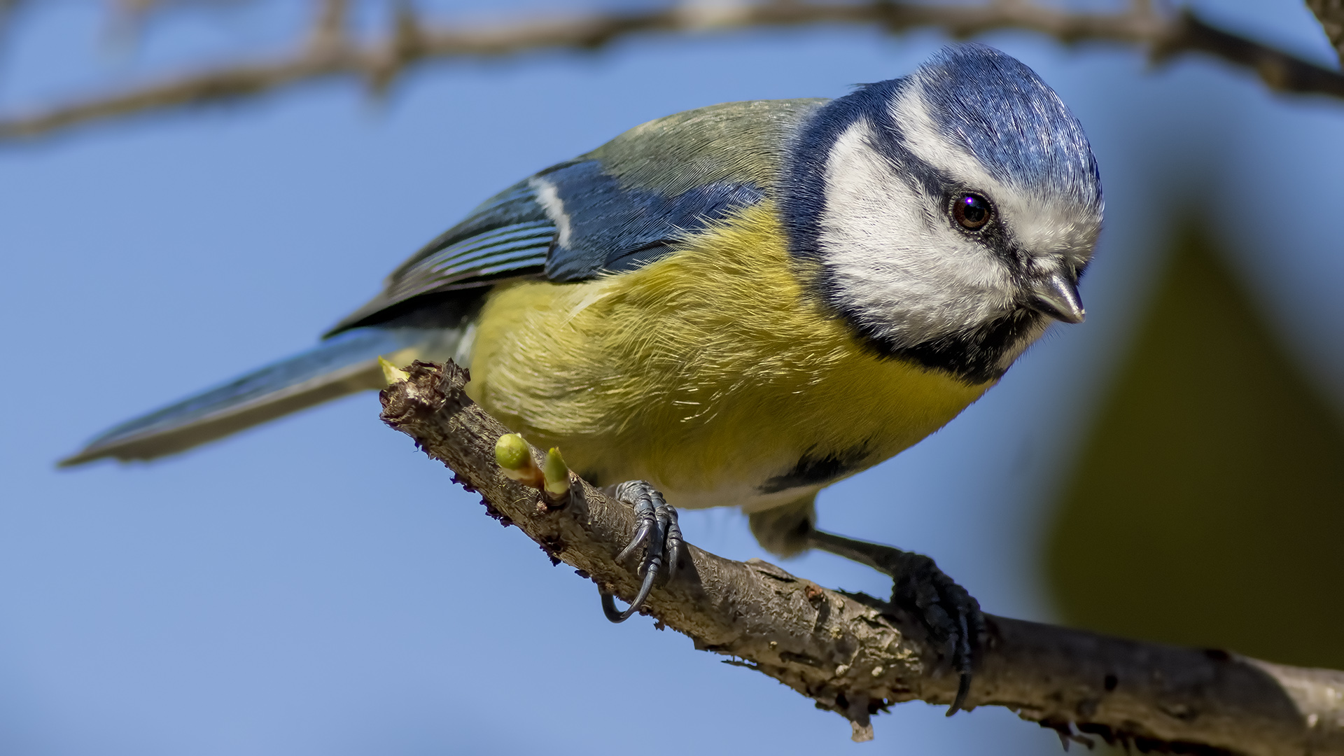 Mavi baştankara » Eurasian Blue Tit » Cyanistes caeruleus