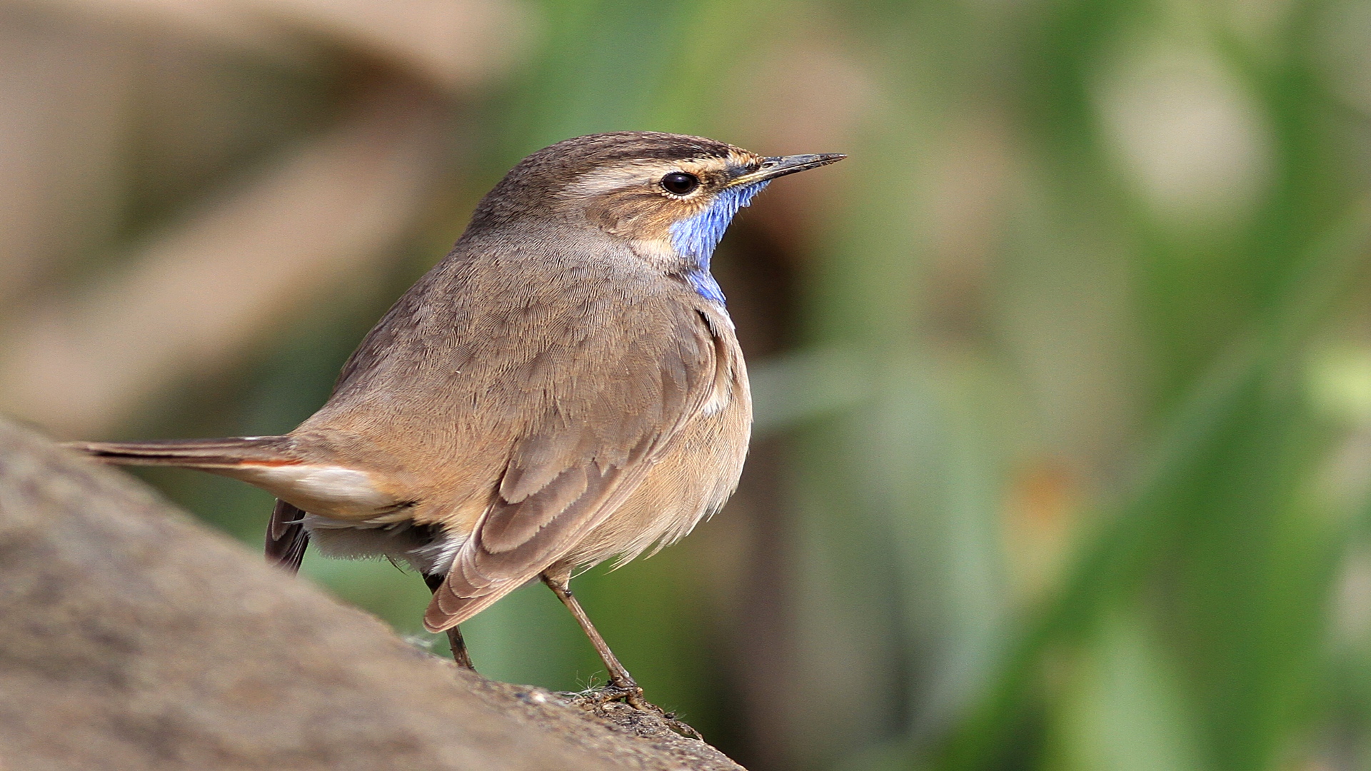 Mavigerdan » Bluethroat » Luscinia svecica