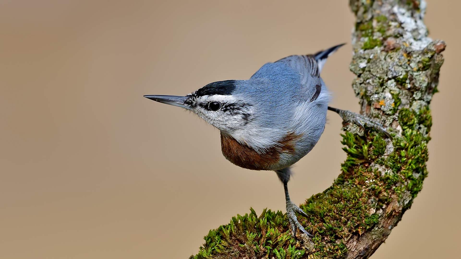 Anadolu sıvacısı » Krüper`s Nuthatch » Sitta krueperi