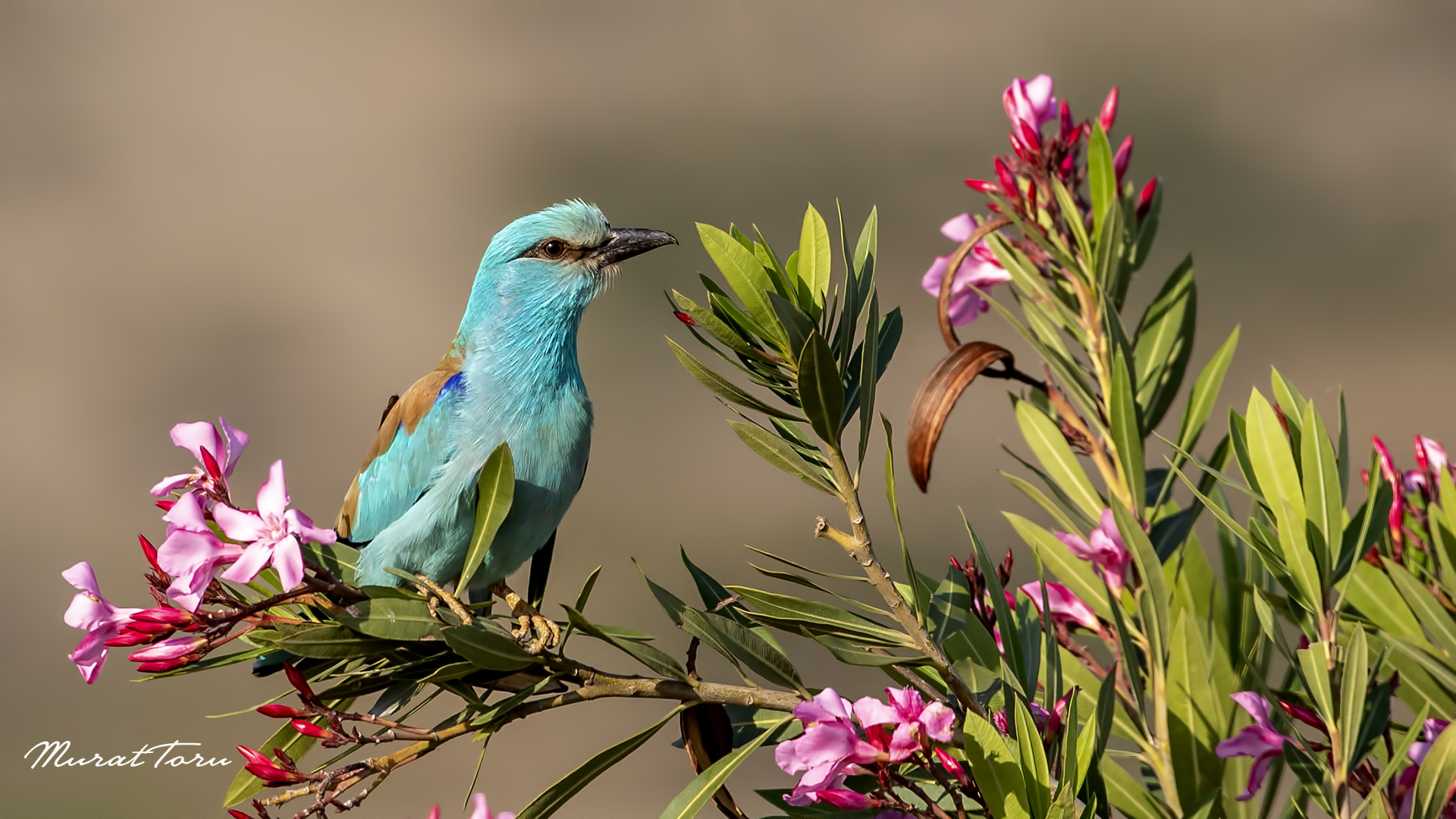 Gökkuzgun » European Roller » Coracias garrulus