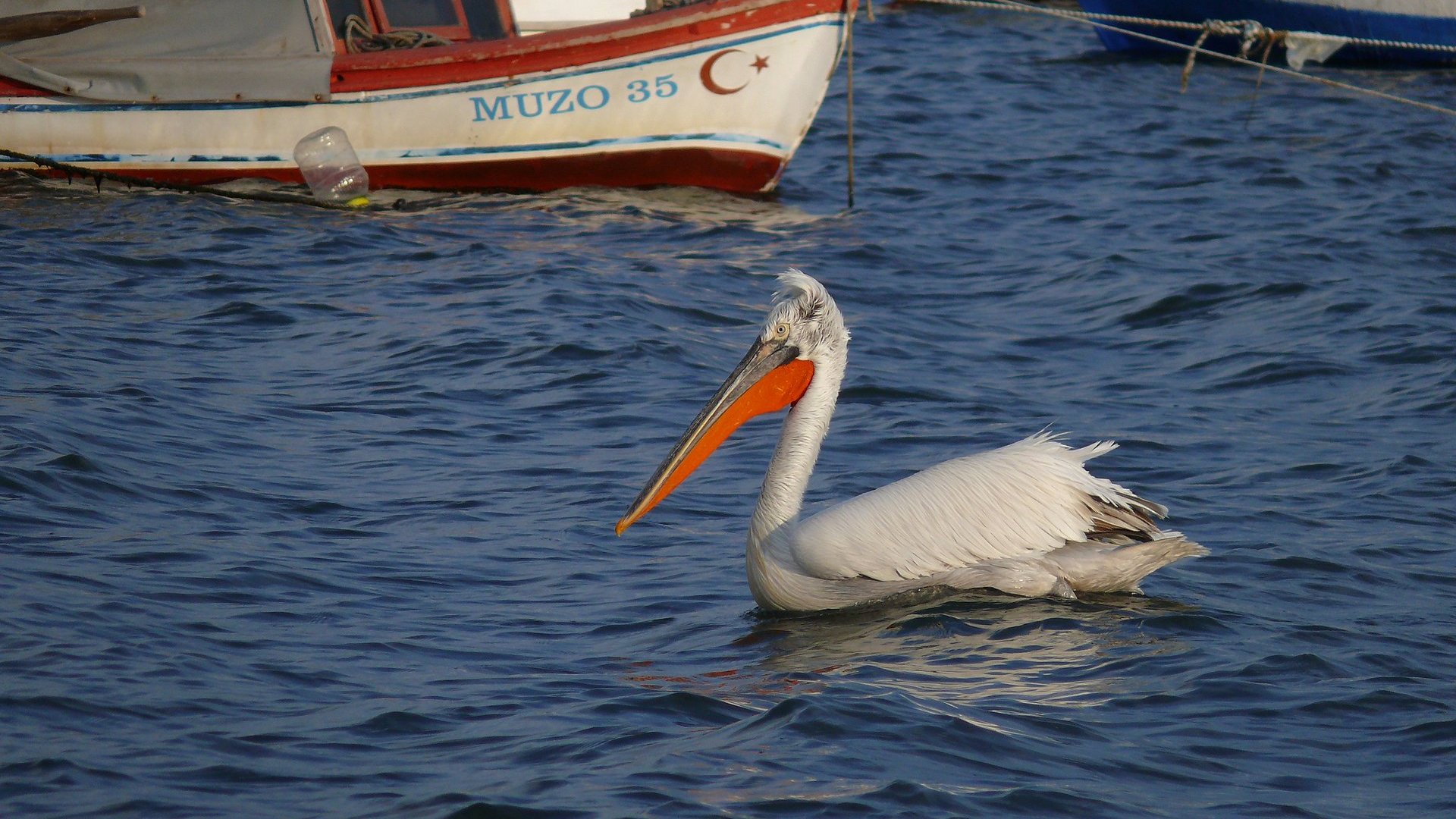 Tepeli pelikan » Dalmatian Pelican » Pelecanus crispus