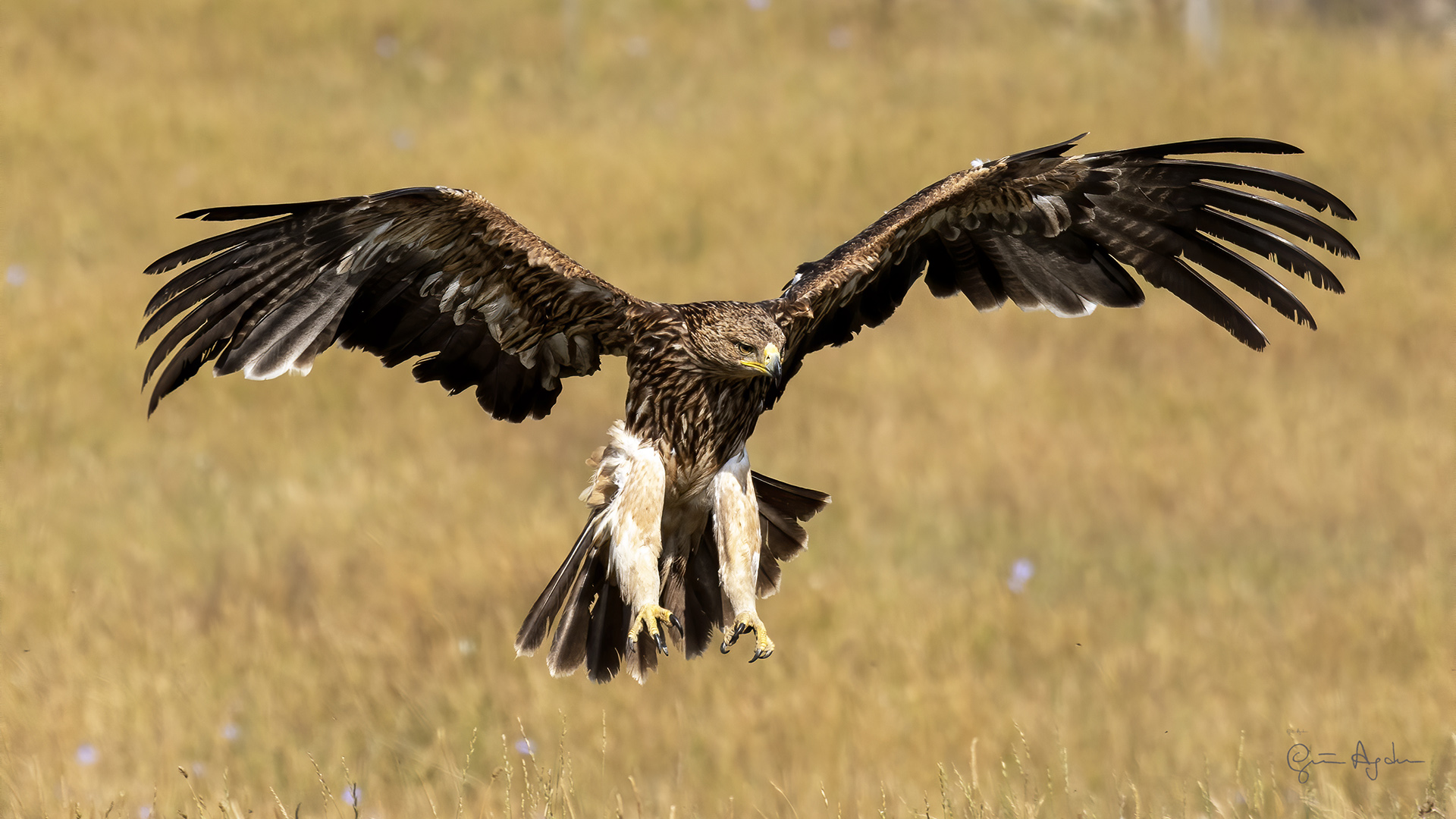 Şah kartal » Eastern Imperial Eagle » Aquila heliaca