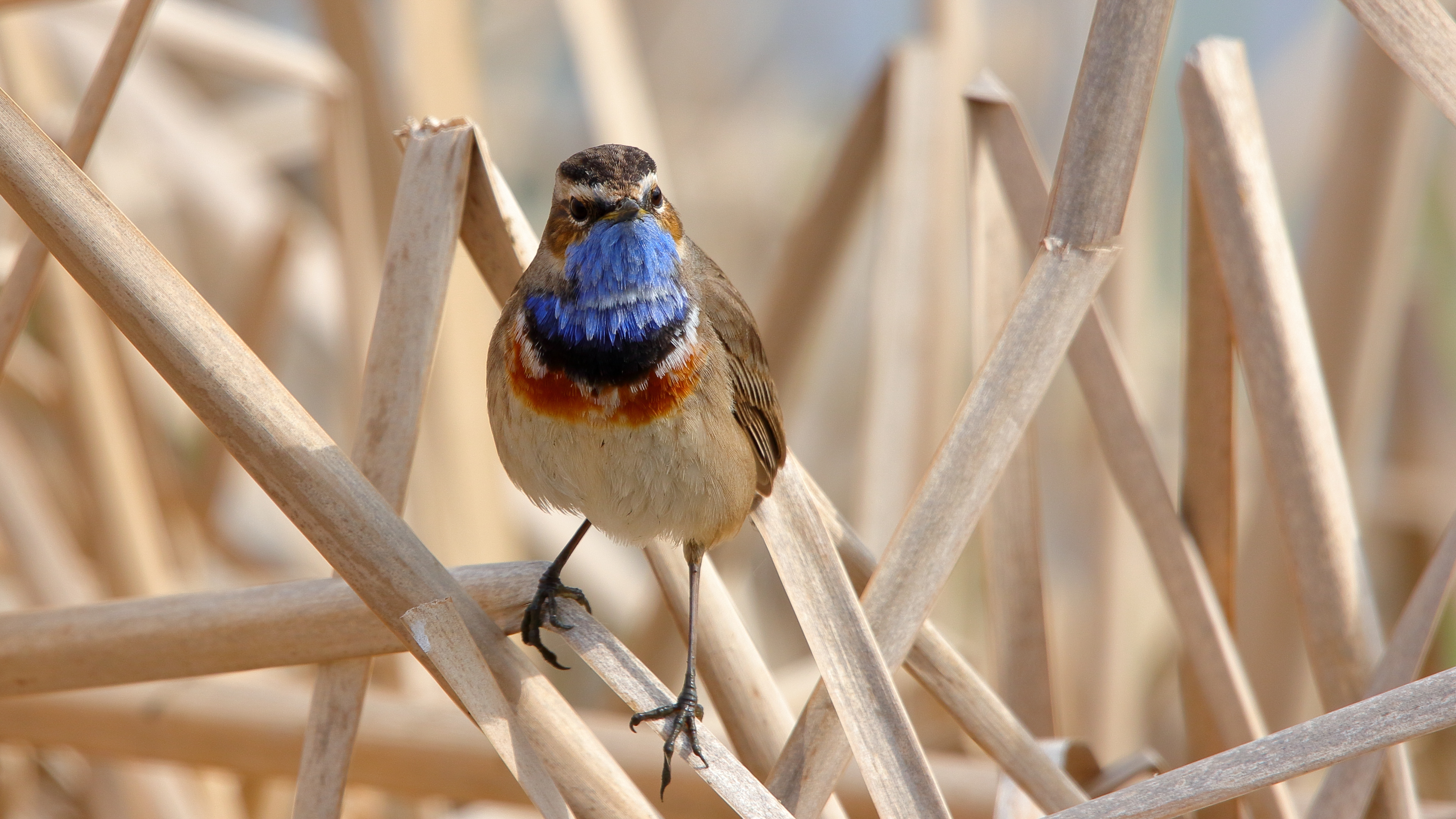 Mavigerdan » Bluethroat » Luscinia svecica