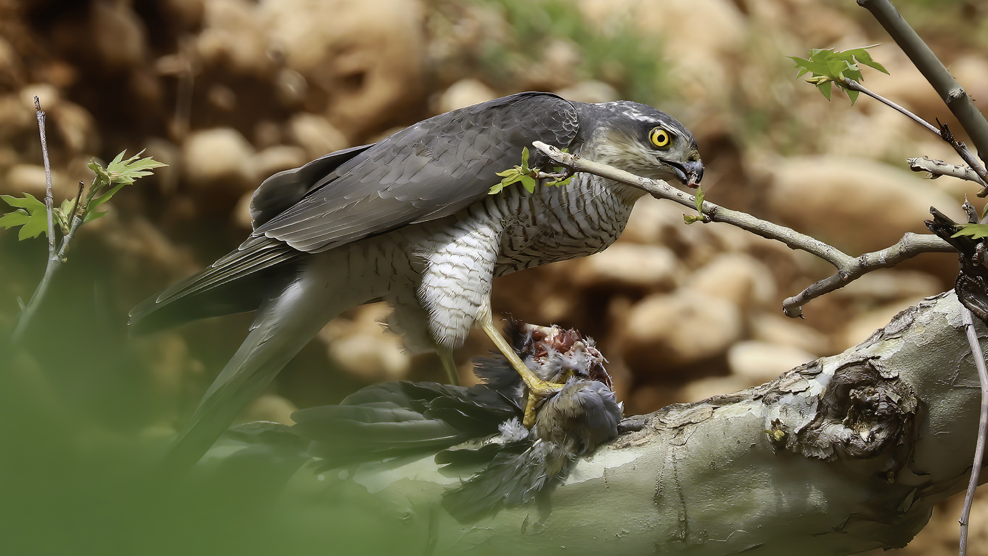 Atmaca » Eurasian Sparrowhawk » Accipiter nisus