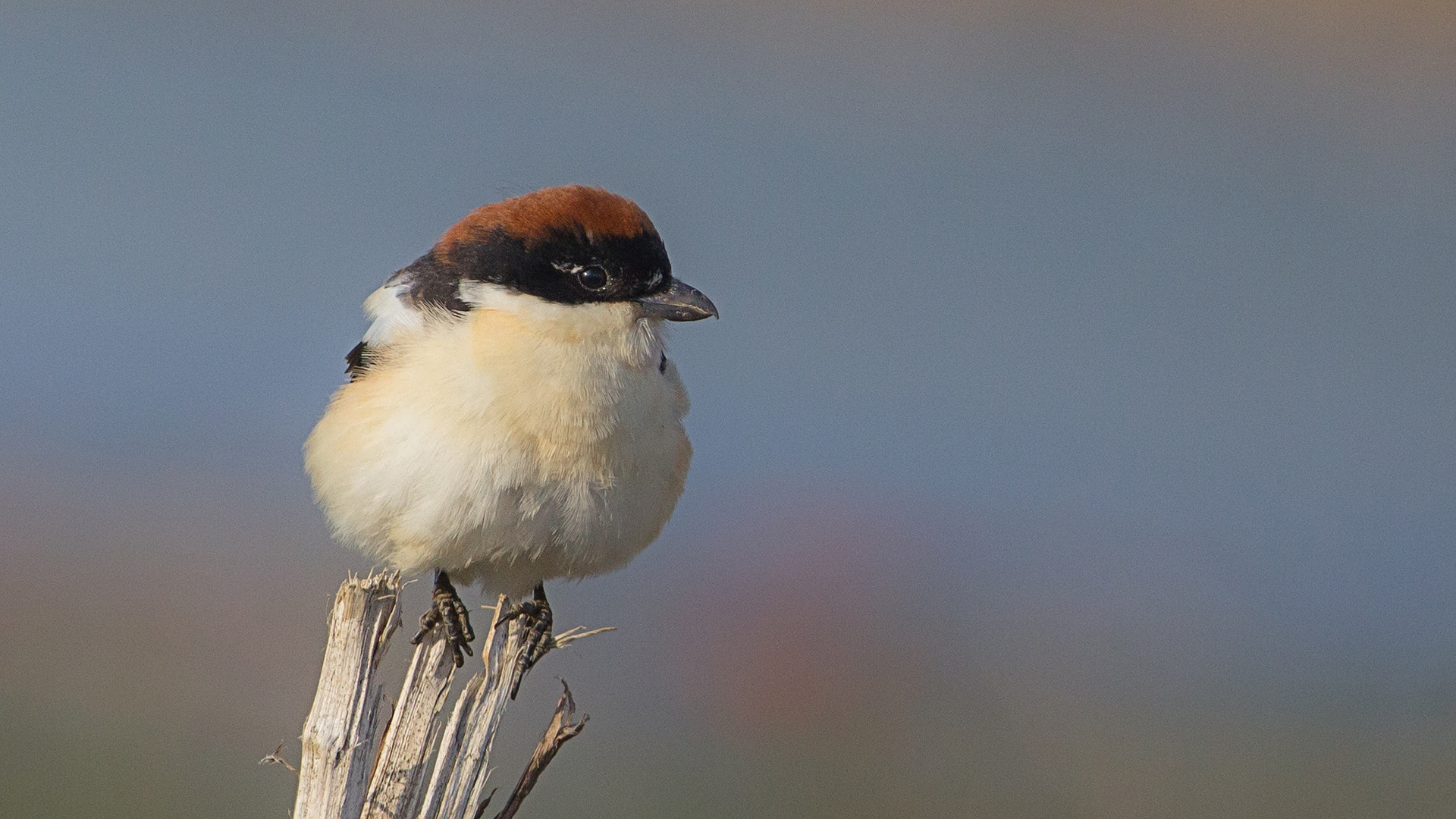 Kızılbaşlı örümcekkuşu » Woodchat Shrike » Lanius senator