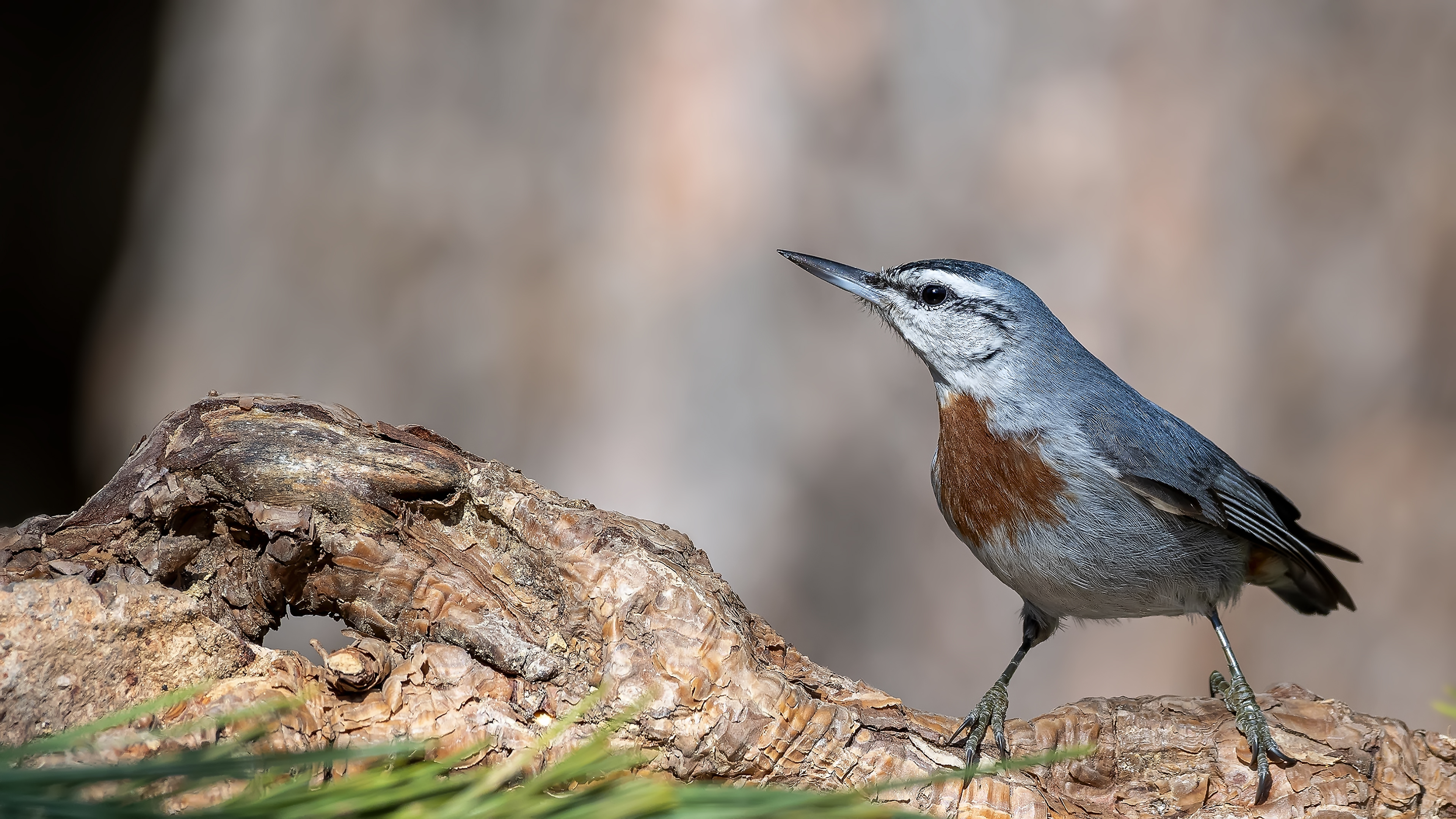 Anadolu sıvacısı » Krüper`s Nuthatch » Sitta krueperi