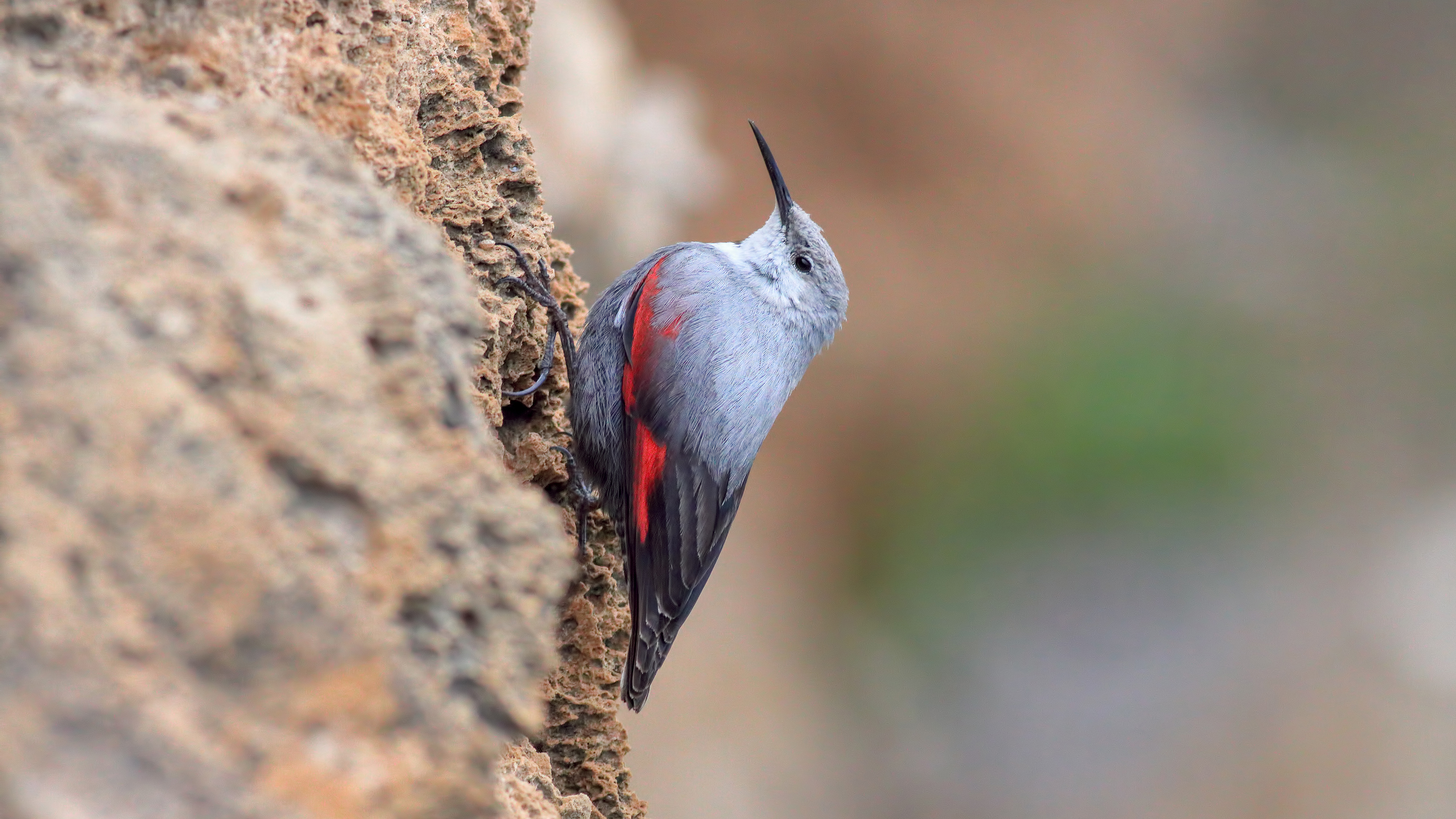 Duvar tırmaşıkkuşu » Wallcreeper » Tichodroma muraria