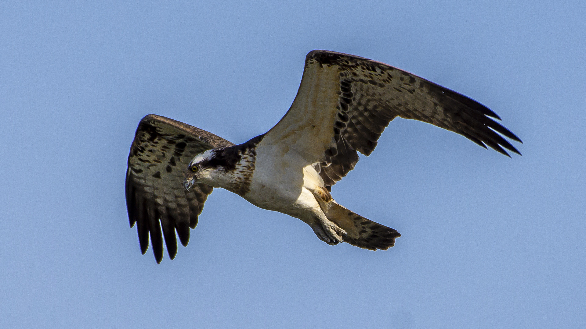 Balık kartalı » Western Osprey » Pandion haliaetus