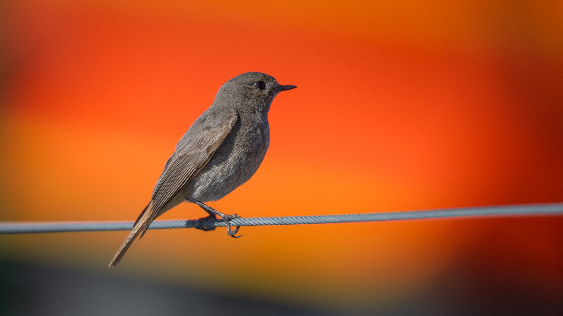 Kara kızılkuyruk » Black Redstart » Phoenicurus ochruros