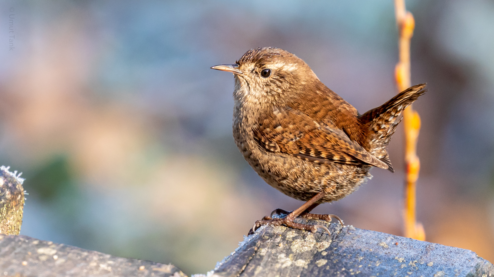 Çitkuşu » Eurasian Wren » Troglodytes troglodytes