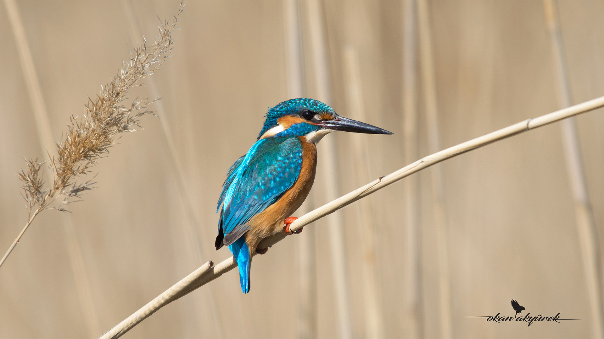 Yalıçapkını » Common Kingfisher » Alcedo atthis