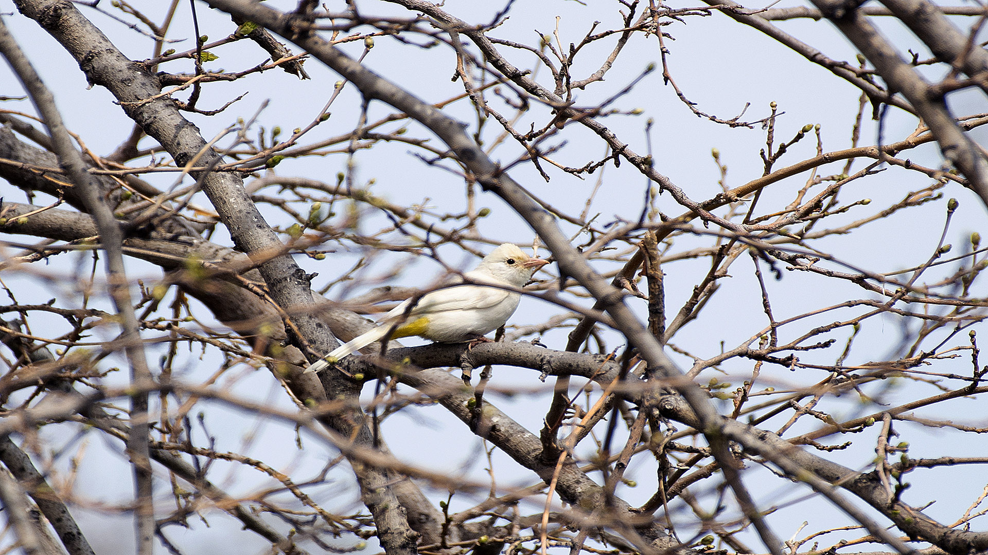 Arapbülbülü » White-spectacled Bulbul » Pycnonotus xanthopygos