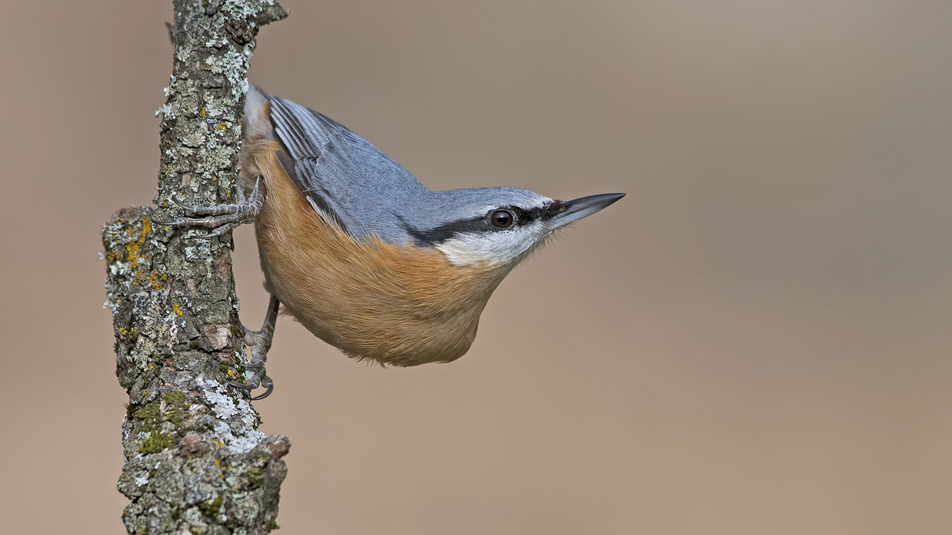 Sıvacı » Eurasian Nuthatch » Sitta europaea