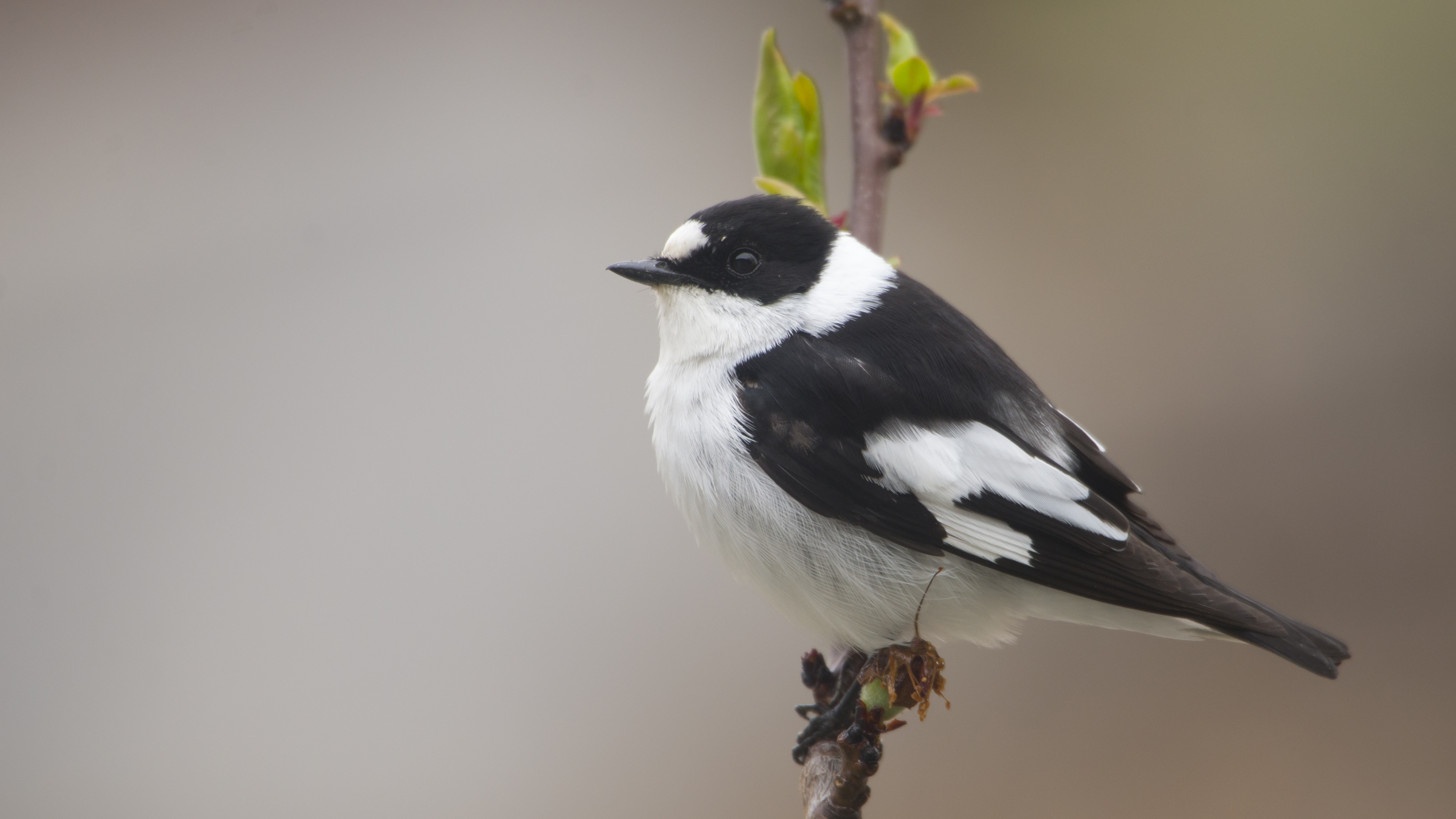 Halkalı sinekkapan » Collared Flycatcher » Ficedula albicollis