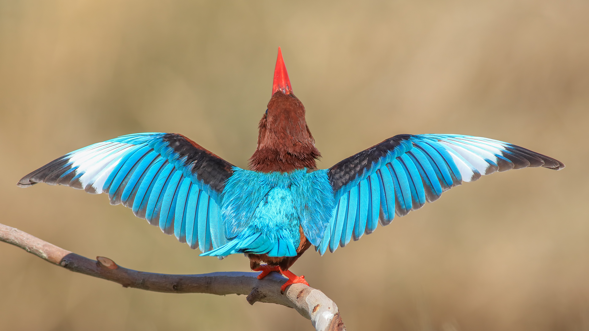 İzmir yalıçapkını » White-throated Kingfisher » Halcyon smyrnensis