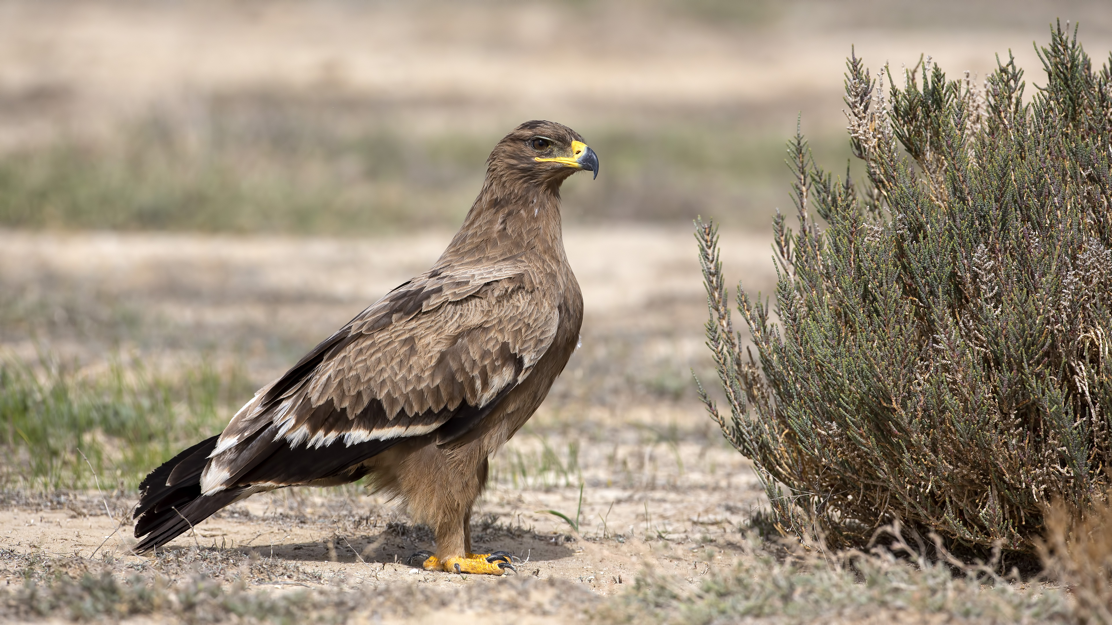 Bozkır kartalı » Steppe Eagle » Aquila nipalensis