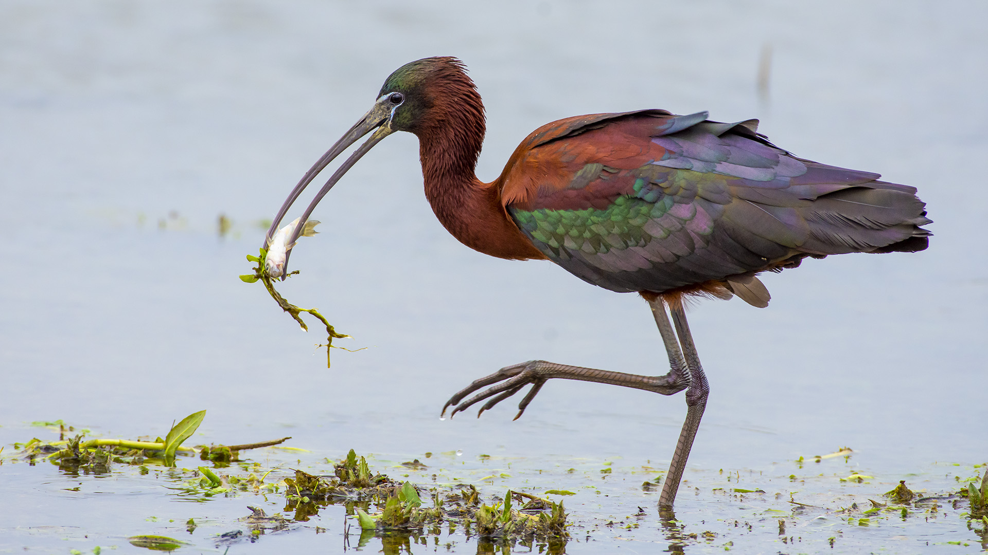 Çeltikçi » Glossy Ibis » Plegadis falcinellus