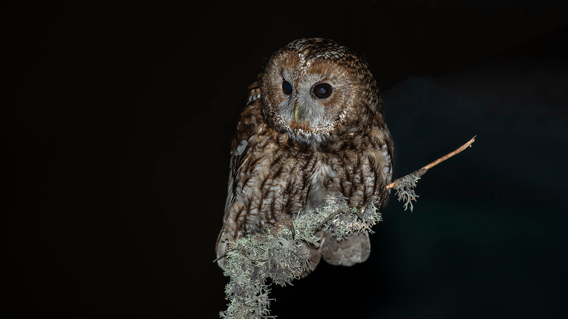 Alaca baykuş » Tawny Owl » Strix aluco