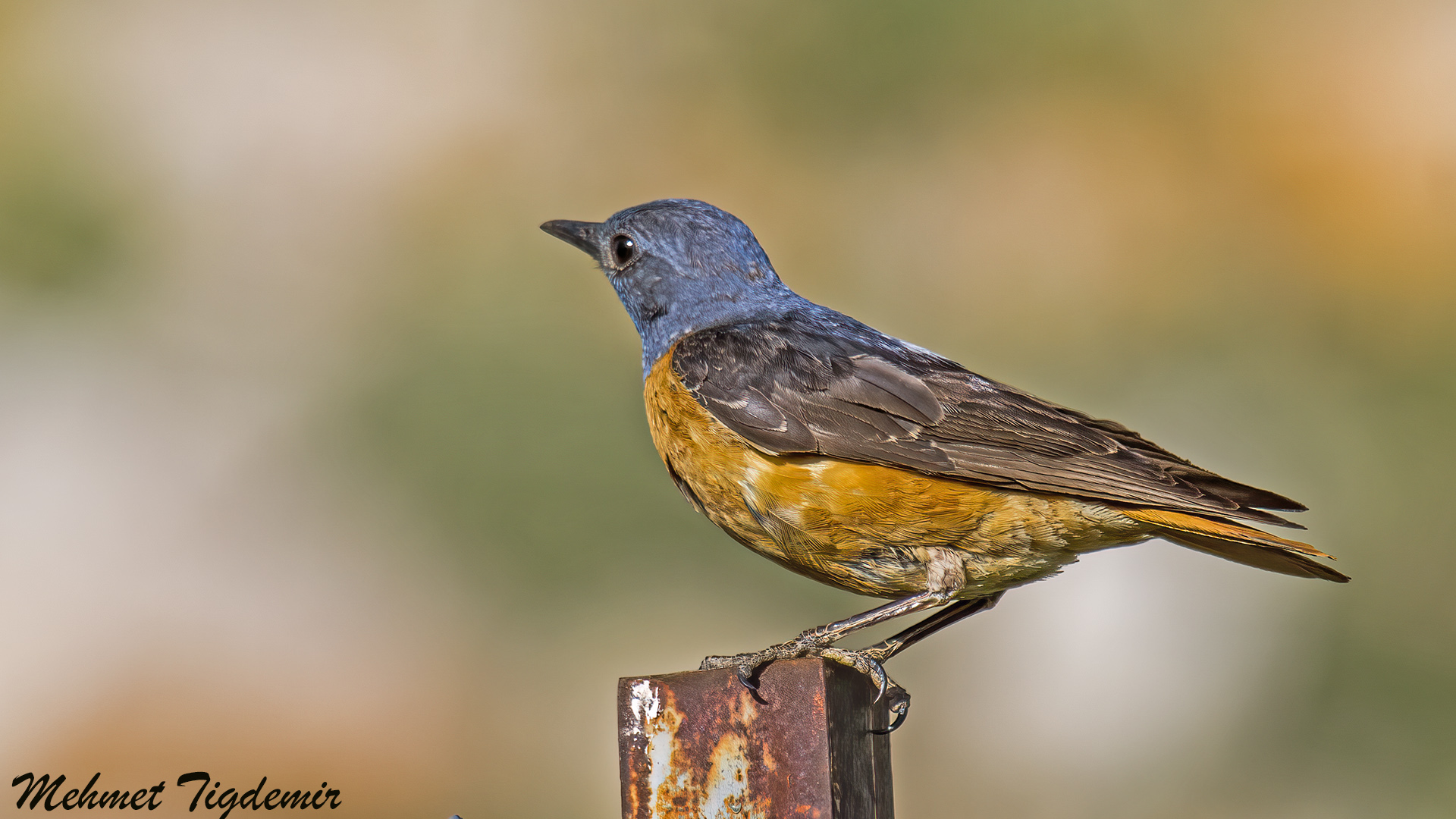 Taşkızılı » Common Rock Thrush » Monticola saxatilis