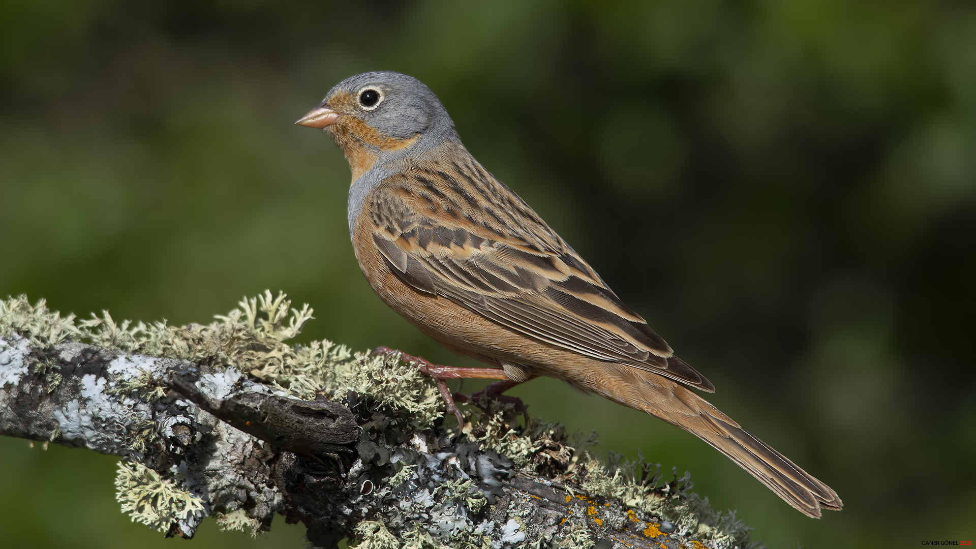 Kızıl kirazkuşu » Cretzschmar`s Bunting » Emberiza caesia