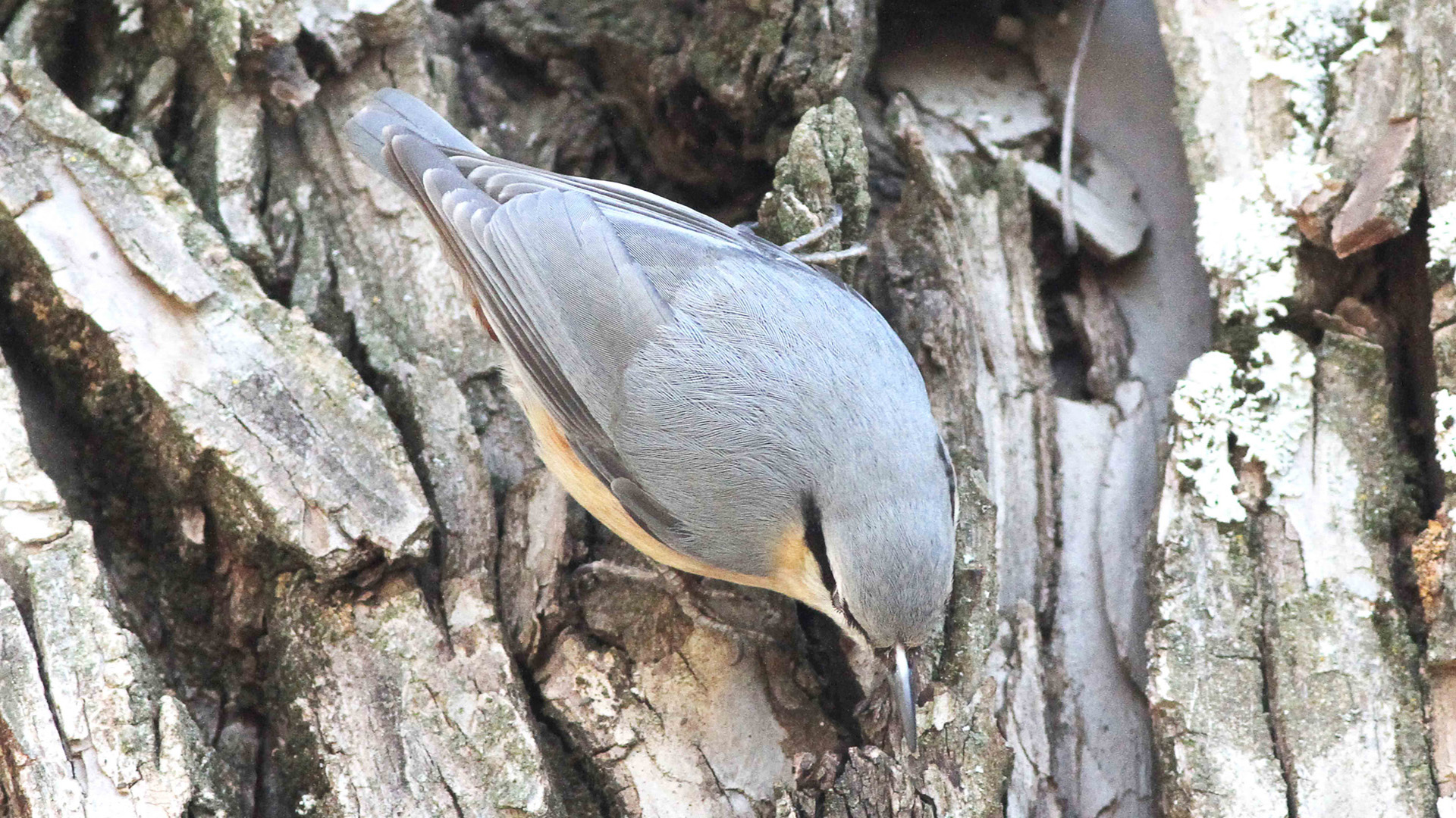 Sıvacı » Eurasian Nuthatch » Sitta europaea