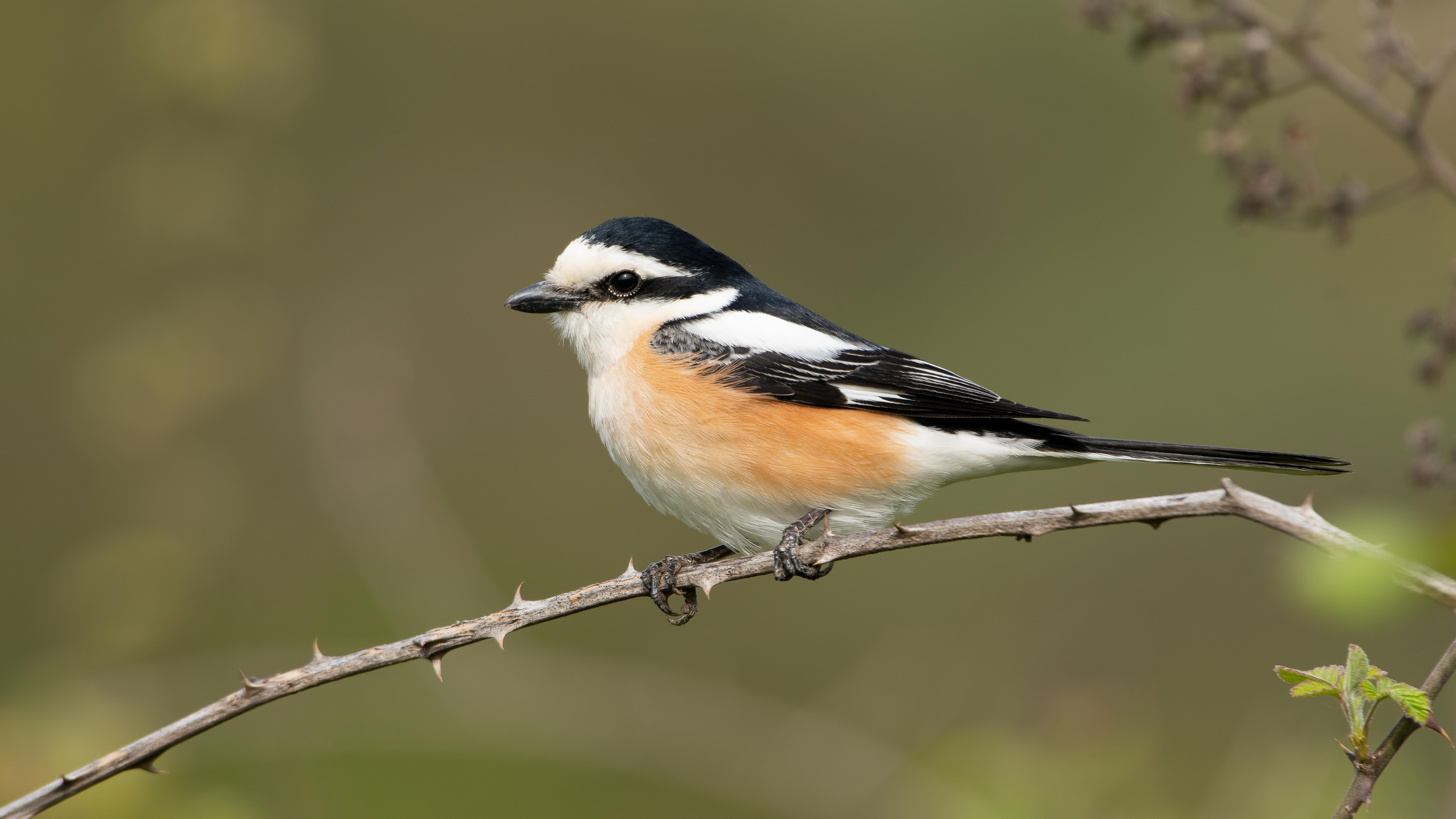 Maskeli örümcekkuşu » Masked Shrike » Lanius nubicus