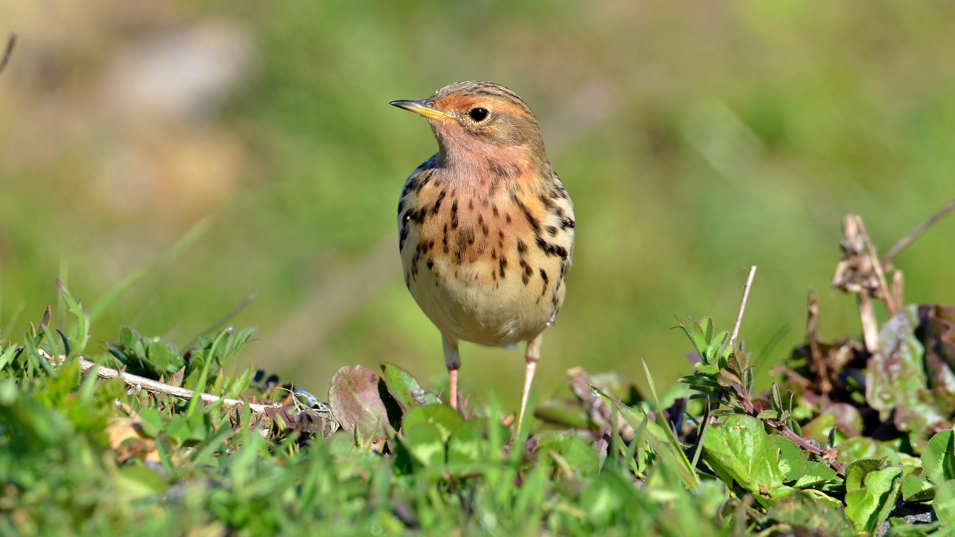 Kızılgerdanlı incirkuşu » Red-throated Pipit » Anthus cervinus