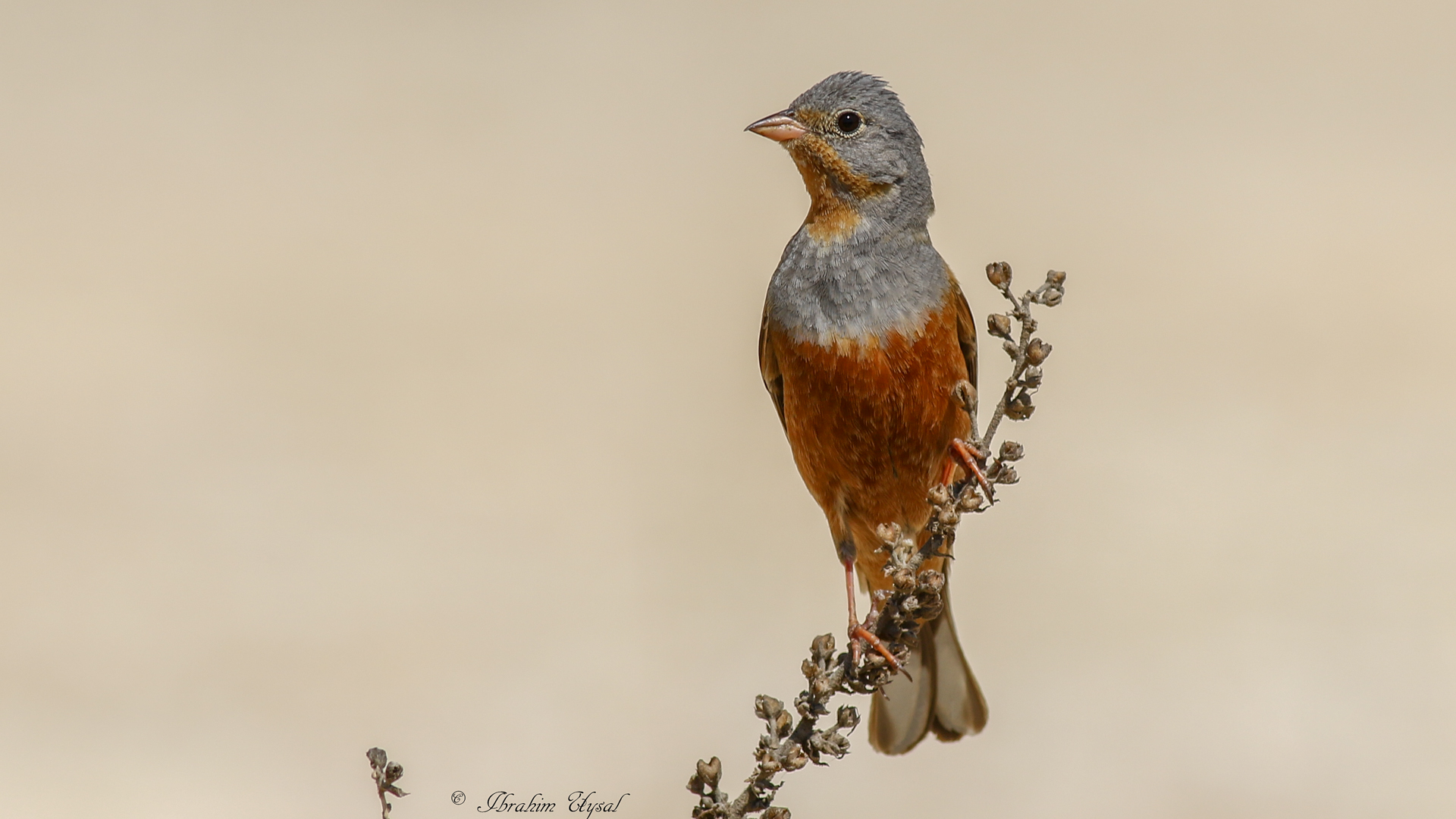 Kızıl kirazkuşu » Cretzschmar`s Bunting » Emberiza caesia