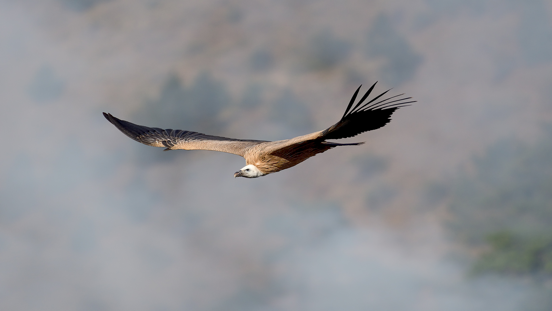 Kızıl akbaba » Griffon Vulture » Gyps fulvus