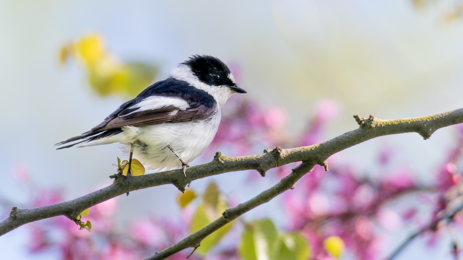 Halkalı sinekkapan » Collared Flycatcher » Ficedula albicollis