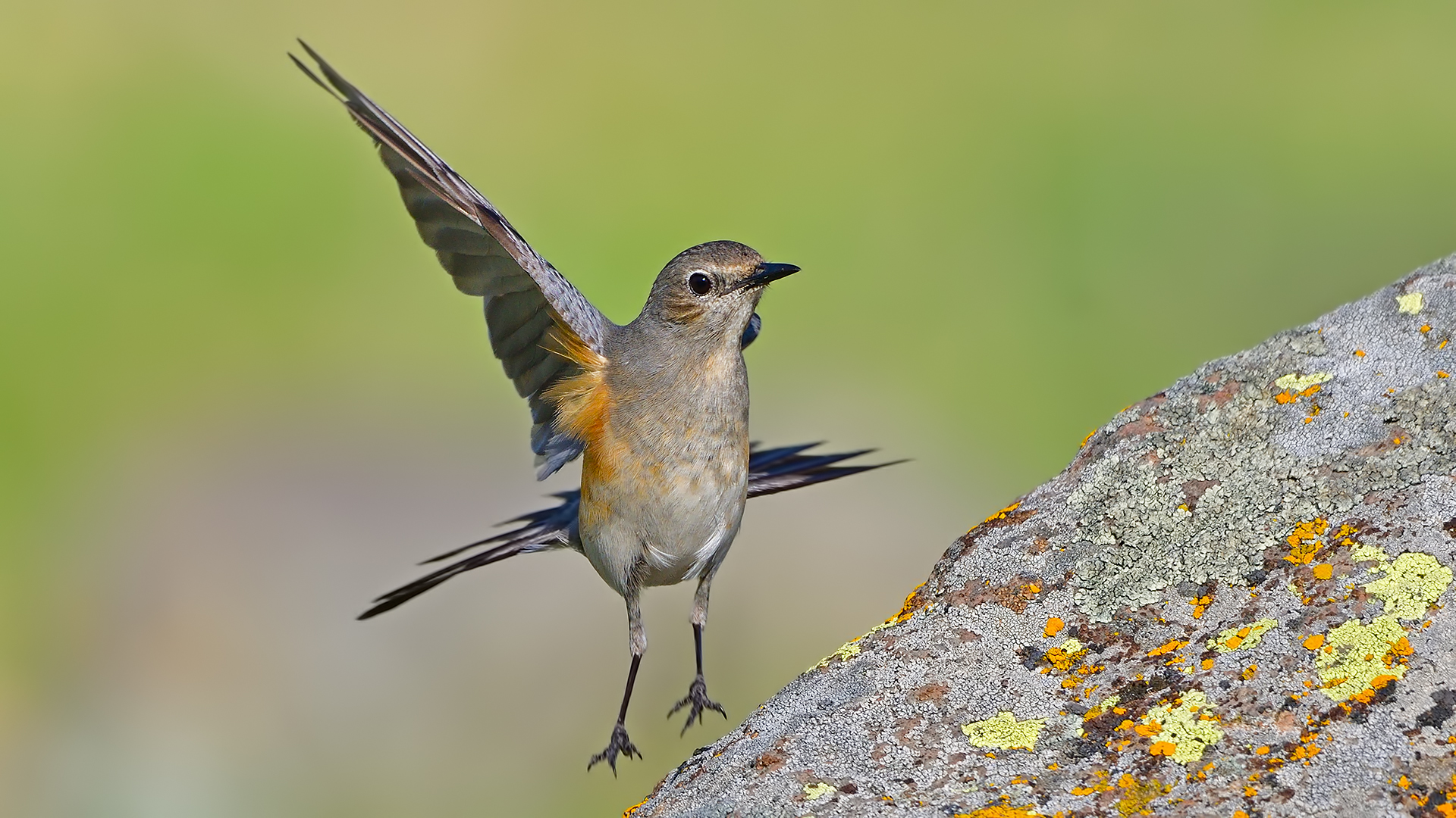 Taşbülbülü » White-throated Robin » Irania gutturalis