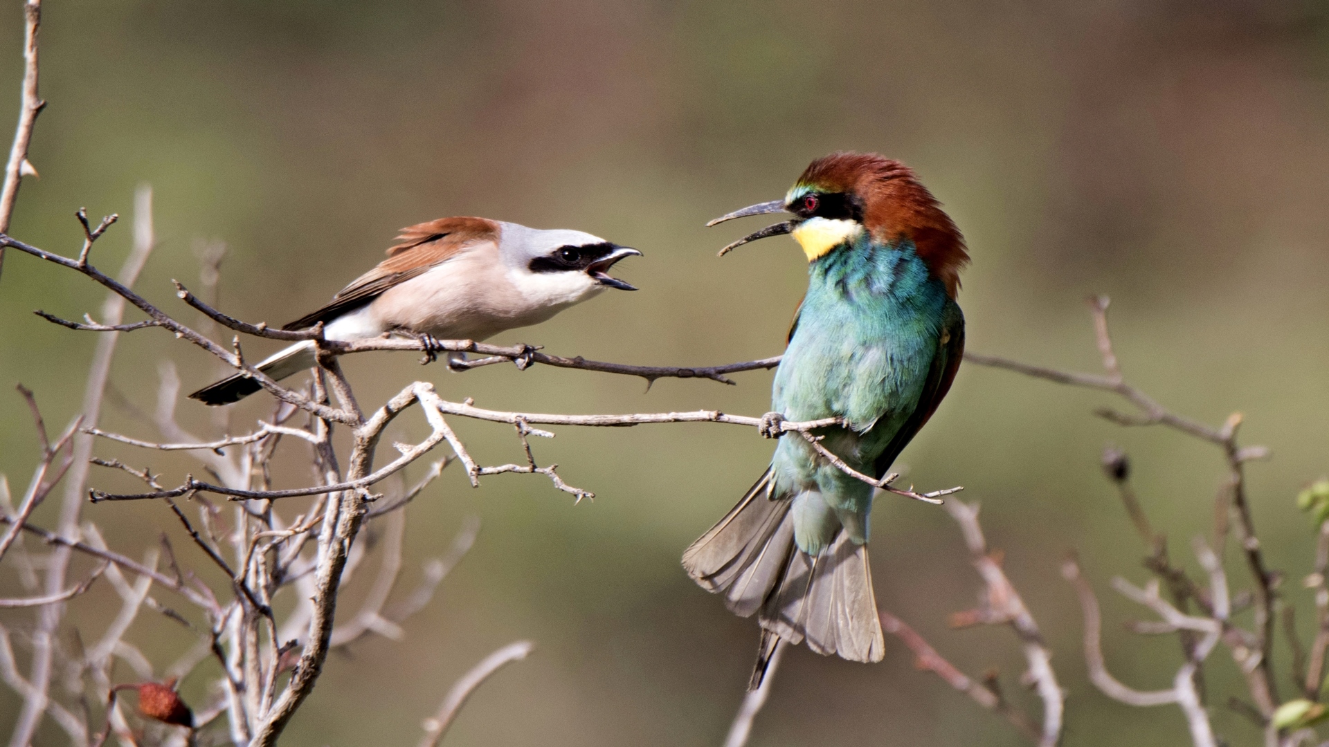 Arıkuşu » European Bee-eater » Merops apiaster