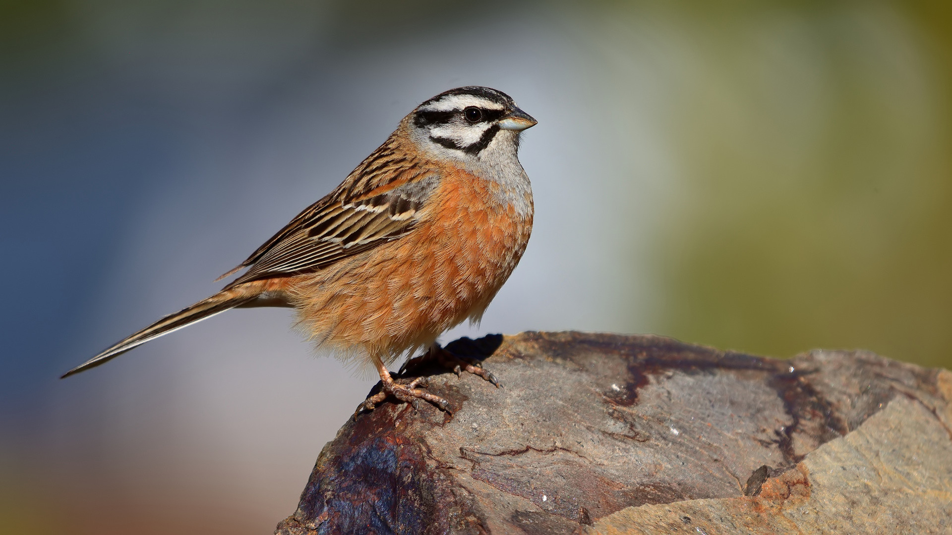 Kaya kirazkuşu » Rock Bunting » Emberiza cia