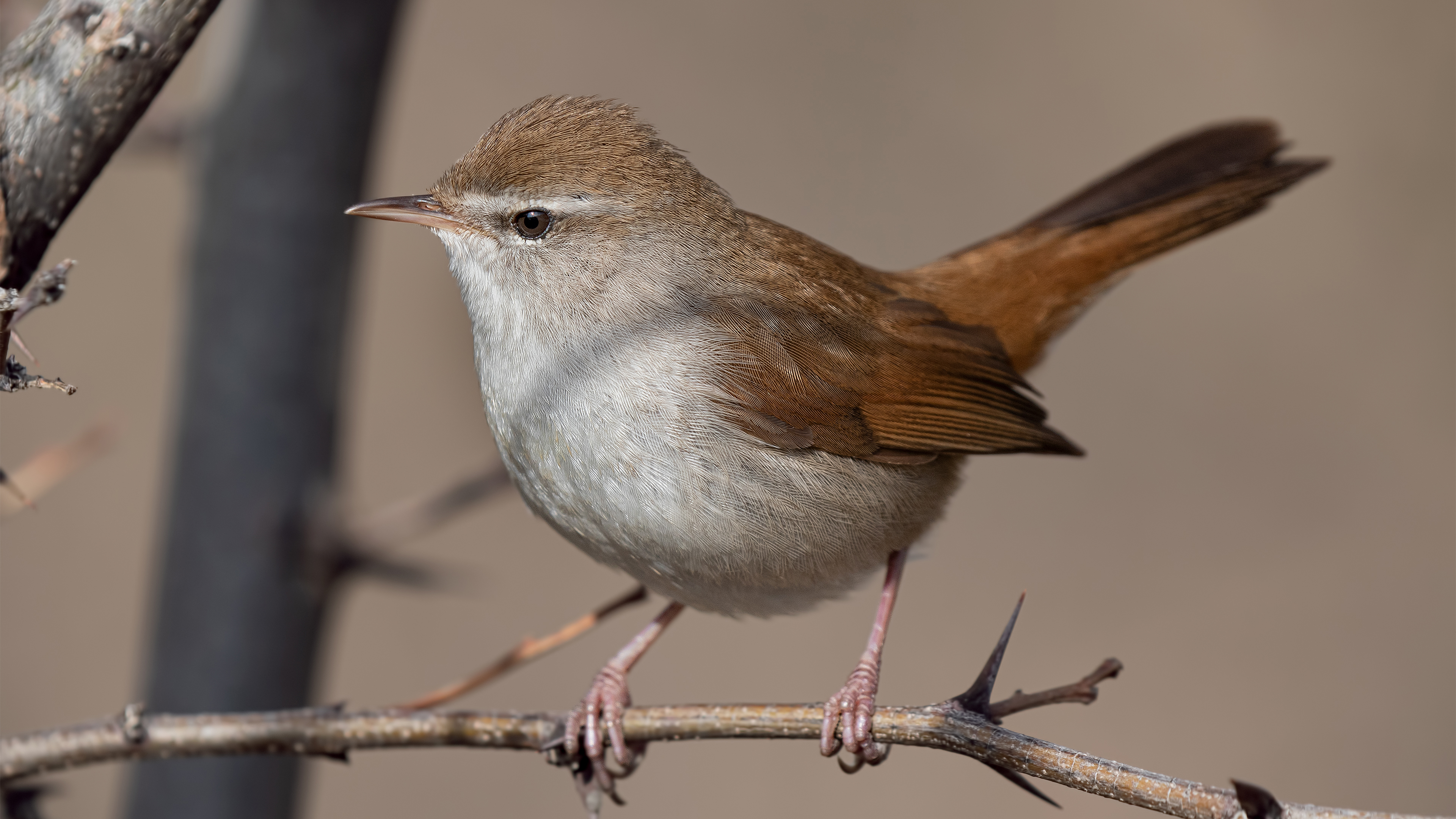 Kamışbülbülü » Cetti`s Warbler » Cettia cetti