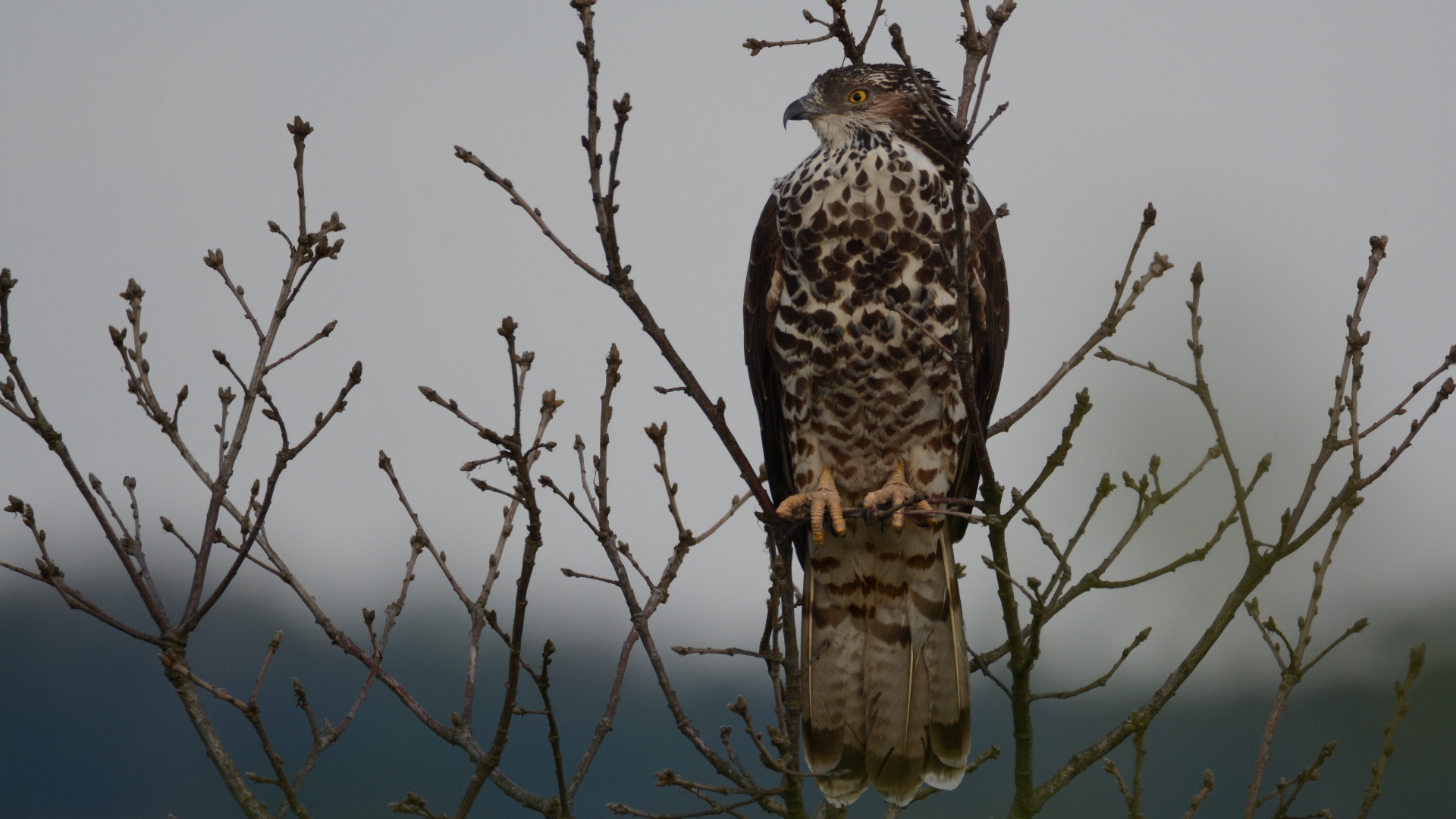 Arı şahini » European Honey Buzzard » Pernis apivorus