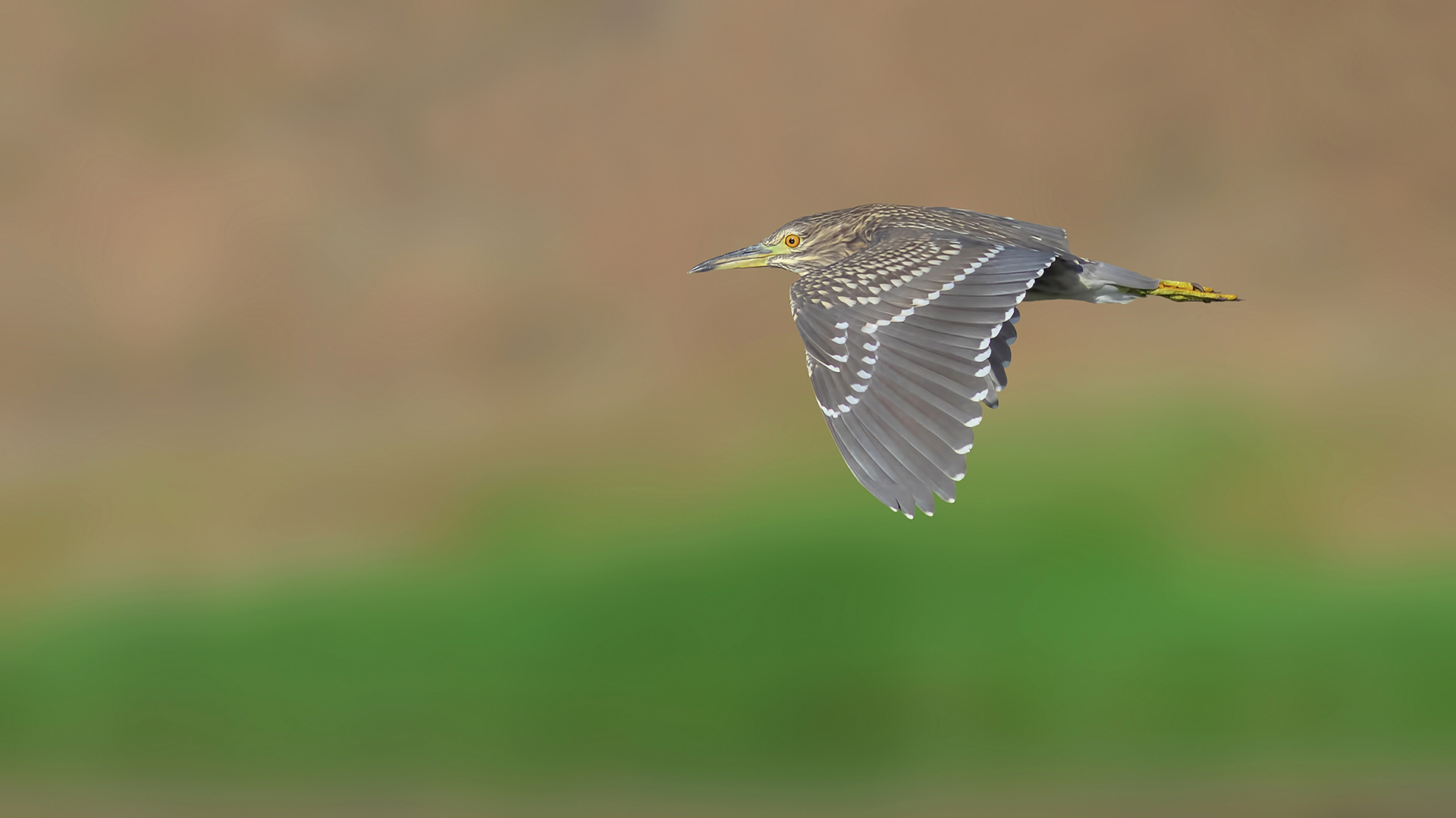 Gece balıkçılı » Black-crowned Night Heron » Nycticorax nycticorax