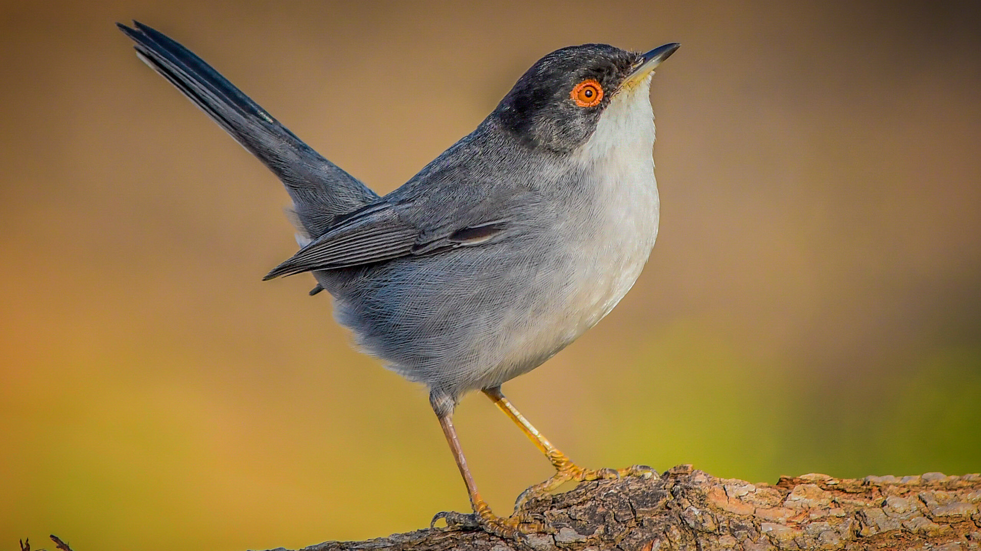 Maskeli ötleğen » Sardinian Warbler » Sylvia melanocephala