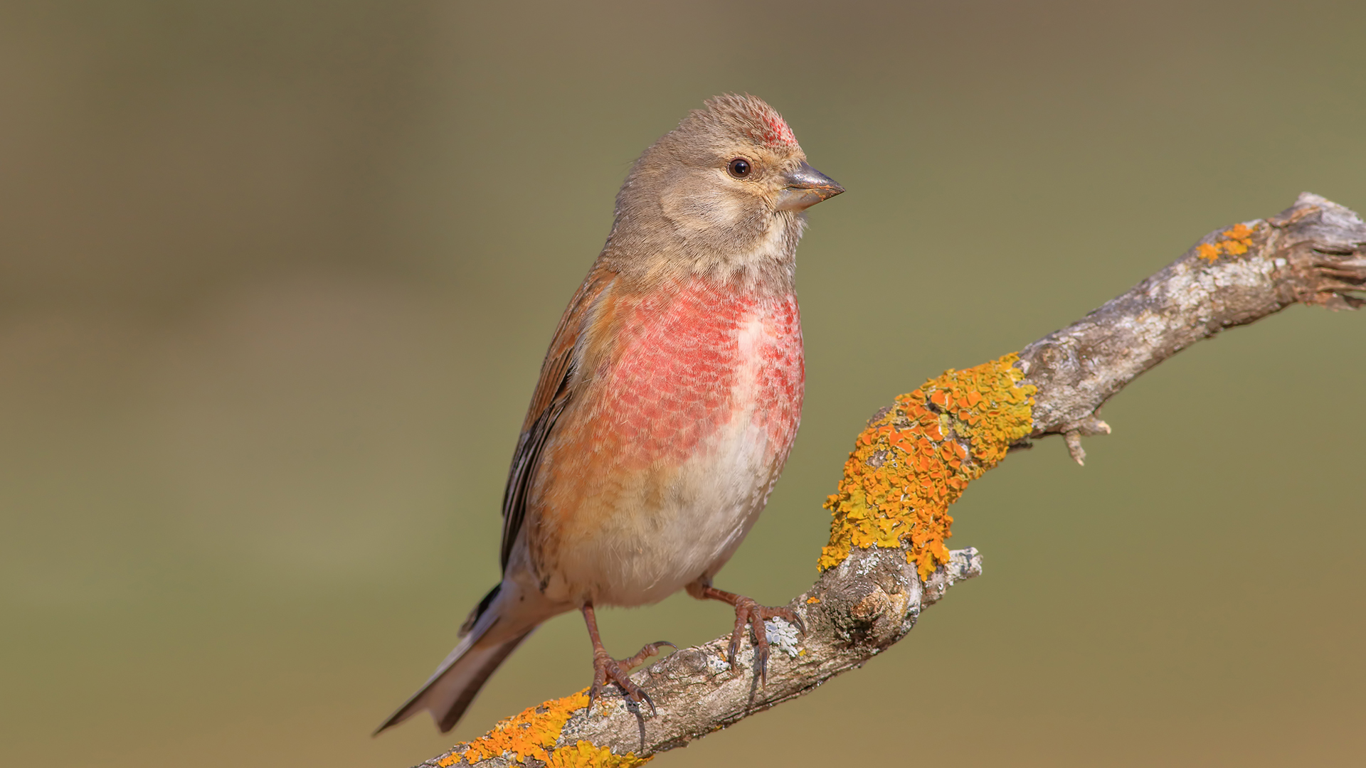 Ketenkuşu » Common Linnet » Linaria cannabina