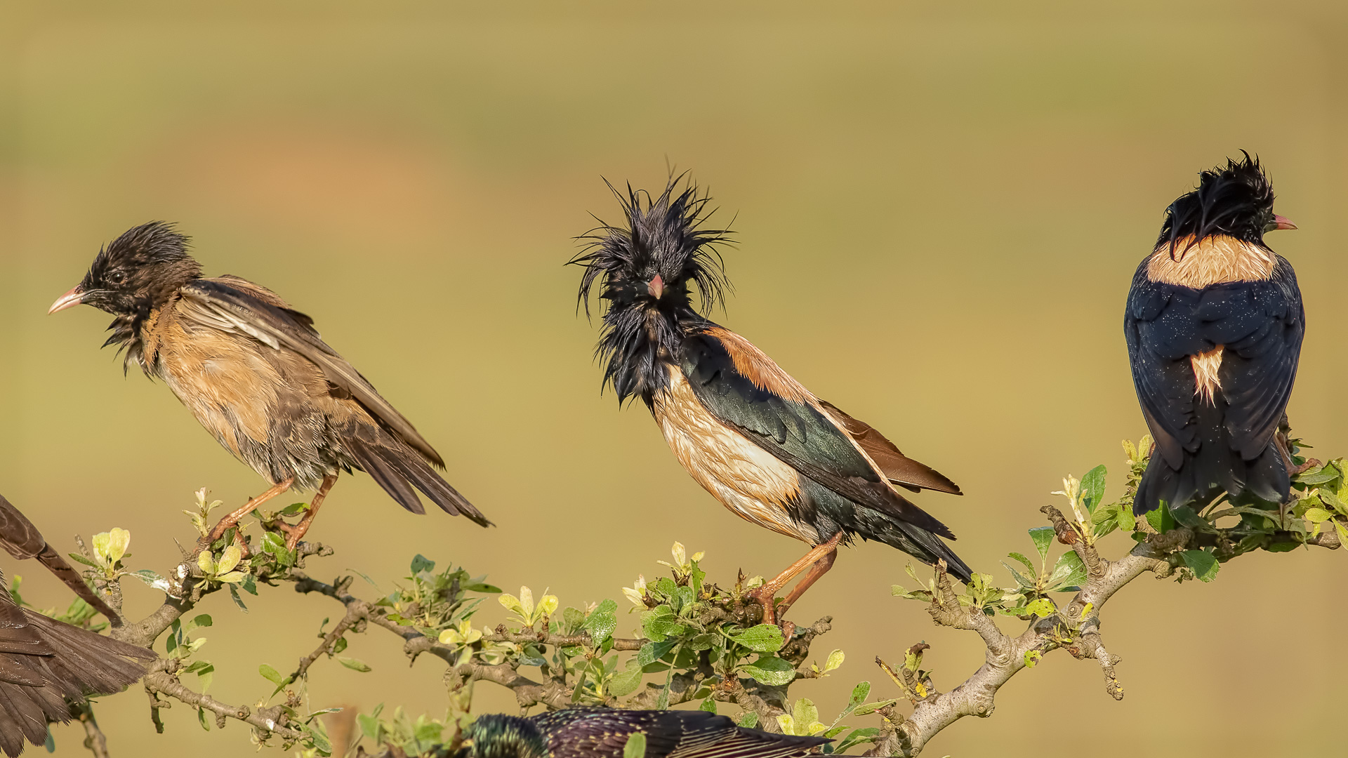 Alasığırcık » Rosy Starling » Pastor roseus