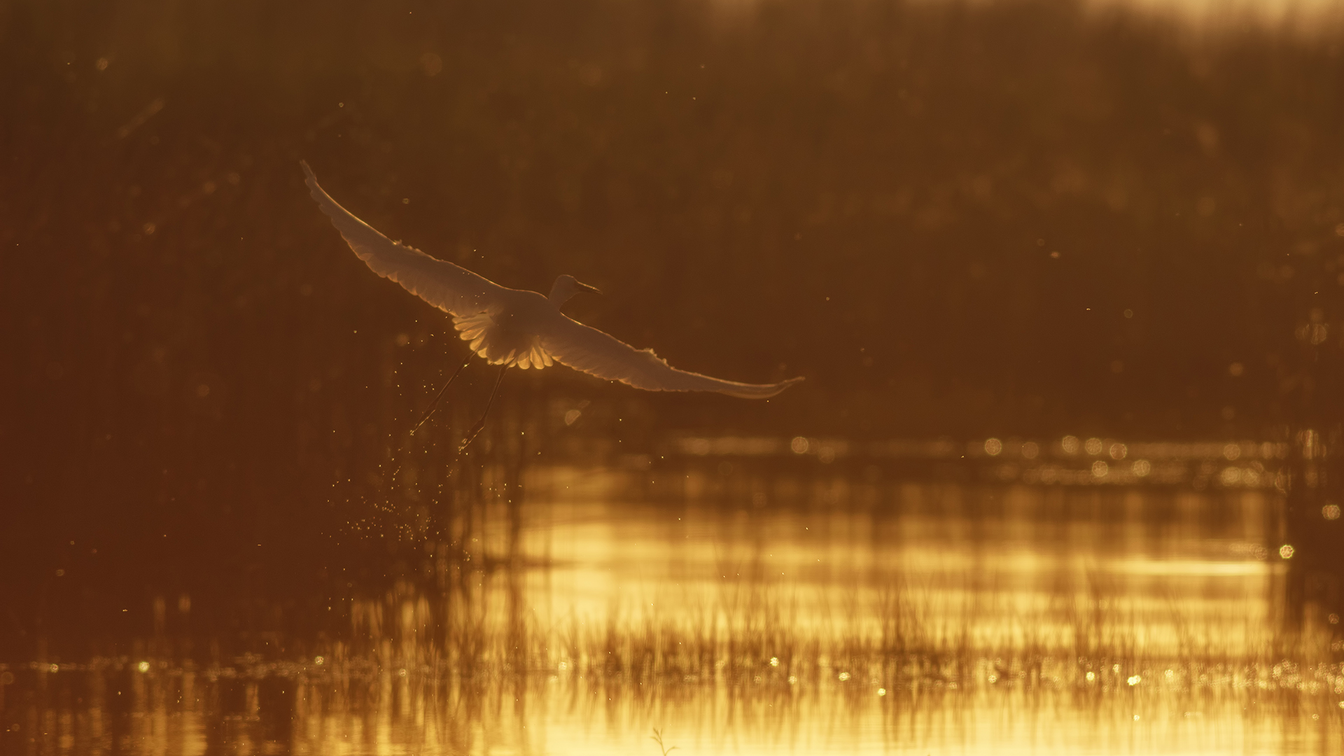 Büyük ak balıkçıl » Great Egret » Ardea alba