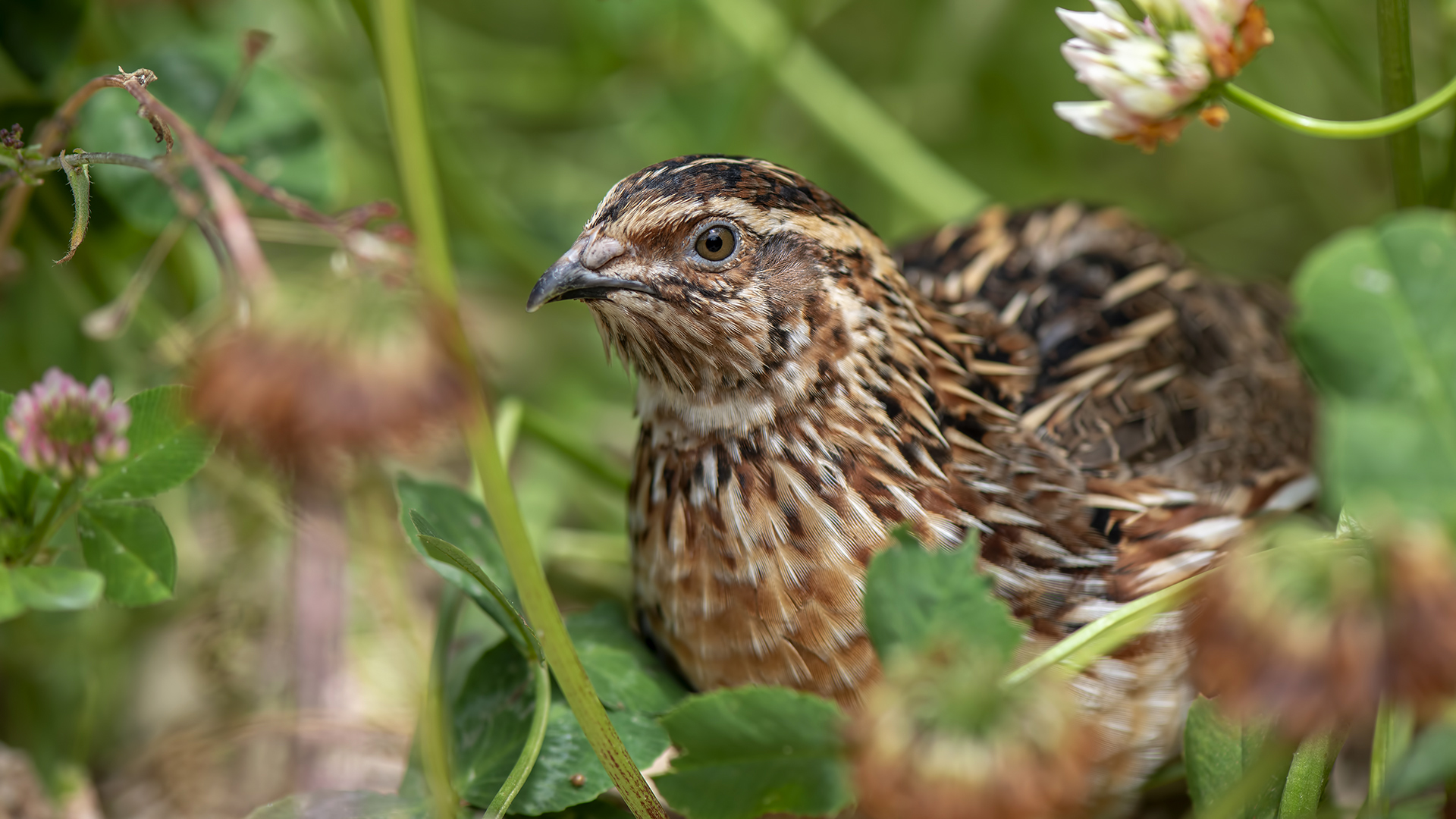 Bıldırcın » Common Quail » Coturnix coturnix