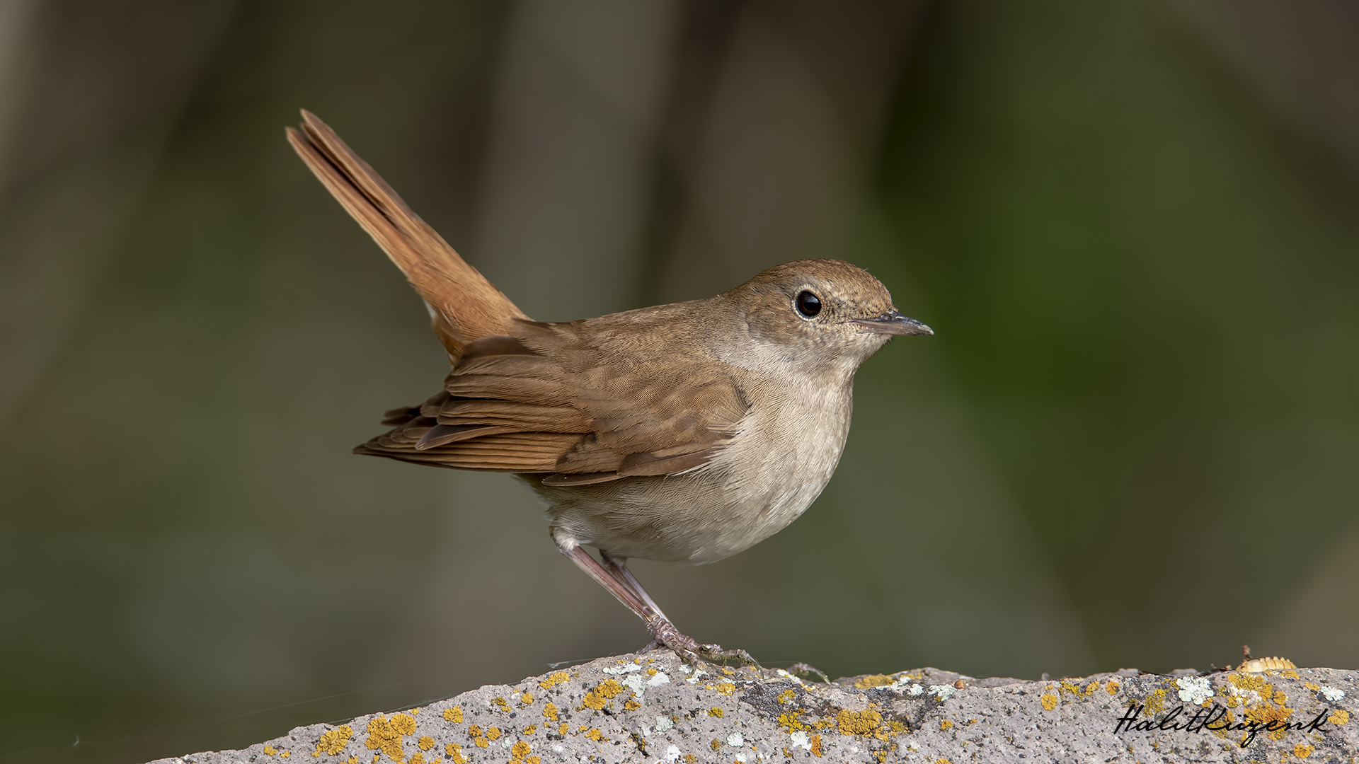 Bülbül » Common Nightingale » Luscinia megarhynchos