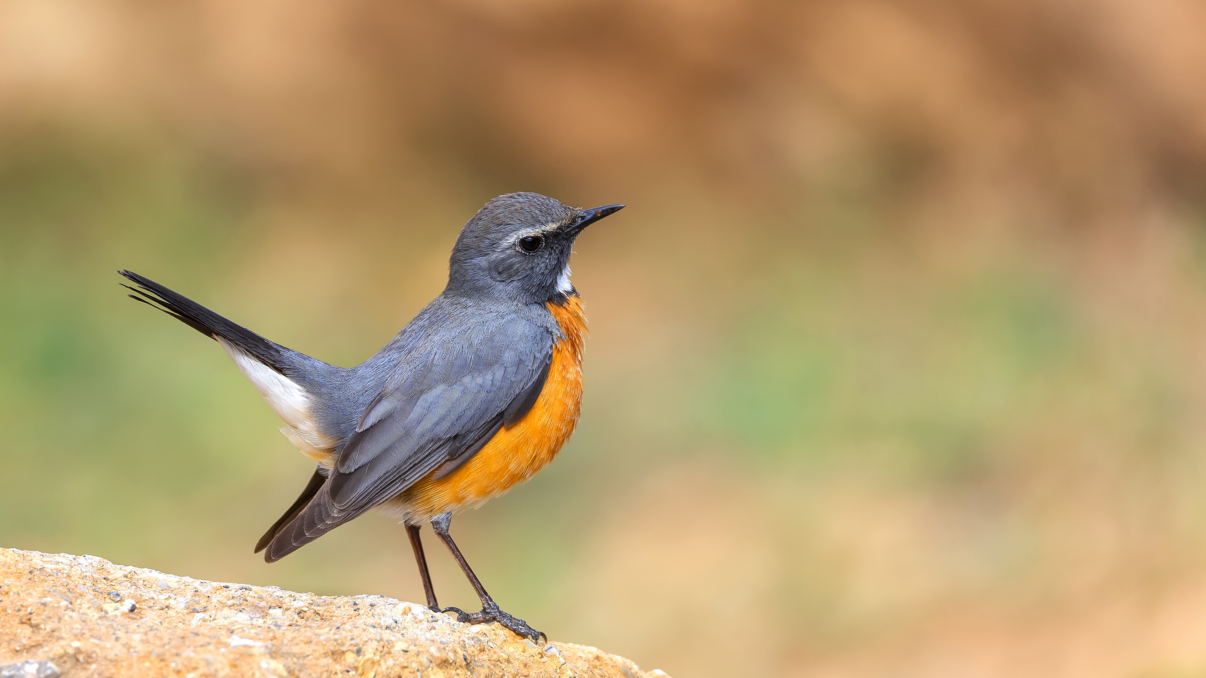 Taşbülbülü » White-throated Robin » Irania gutturalis