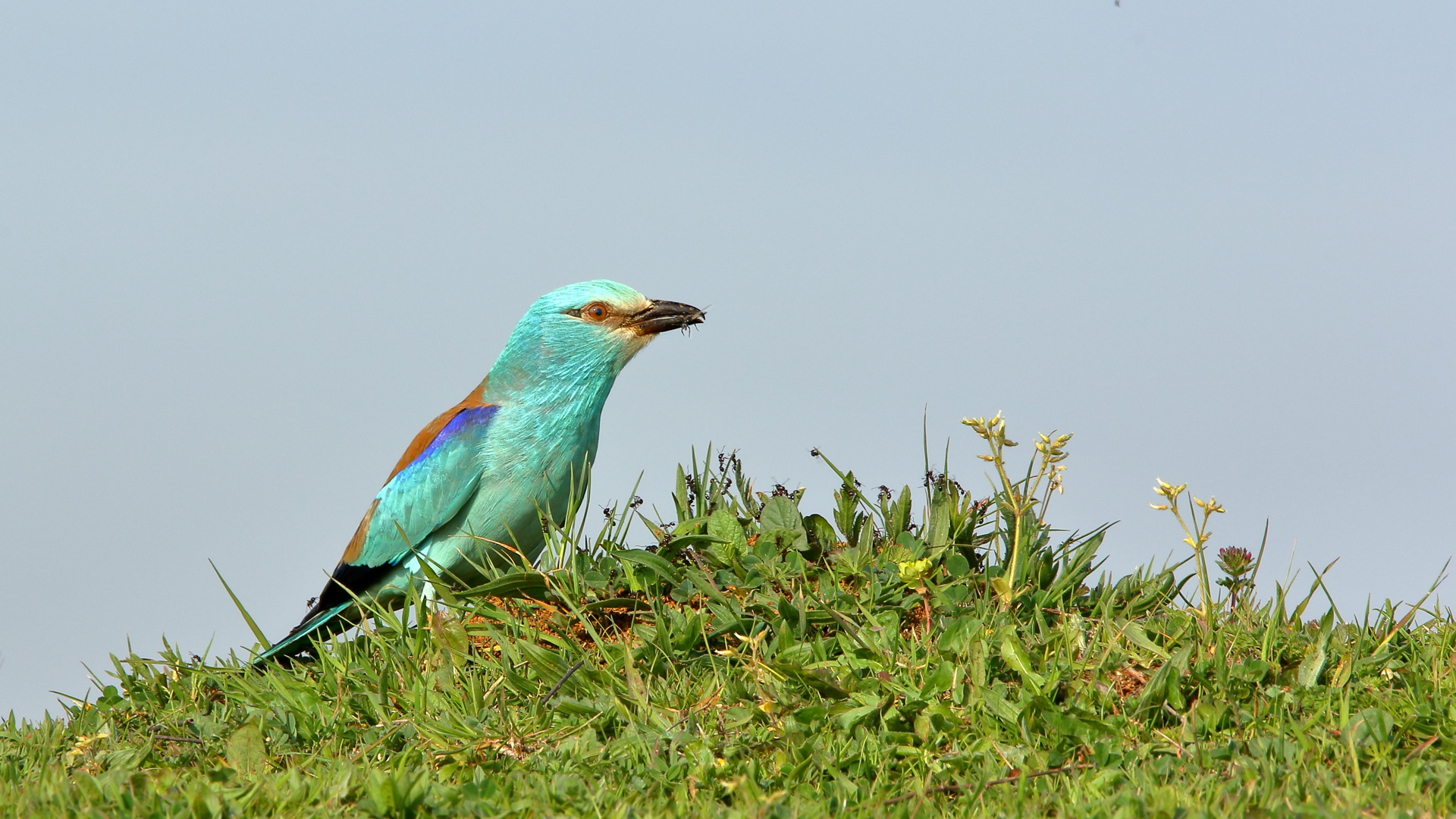 Gökkuzgun » European Roller » Coracias garrulus