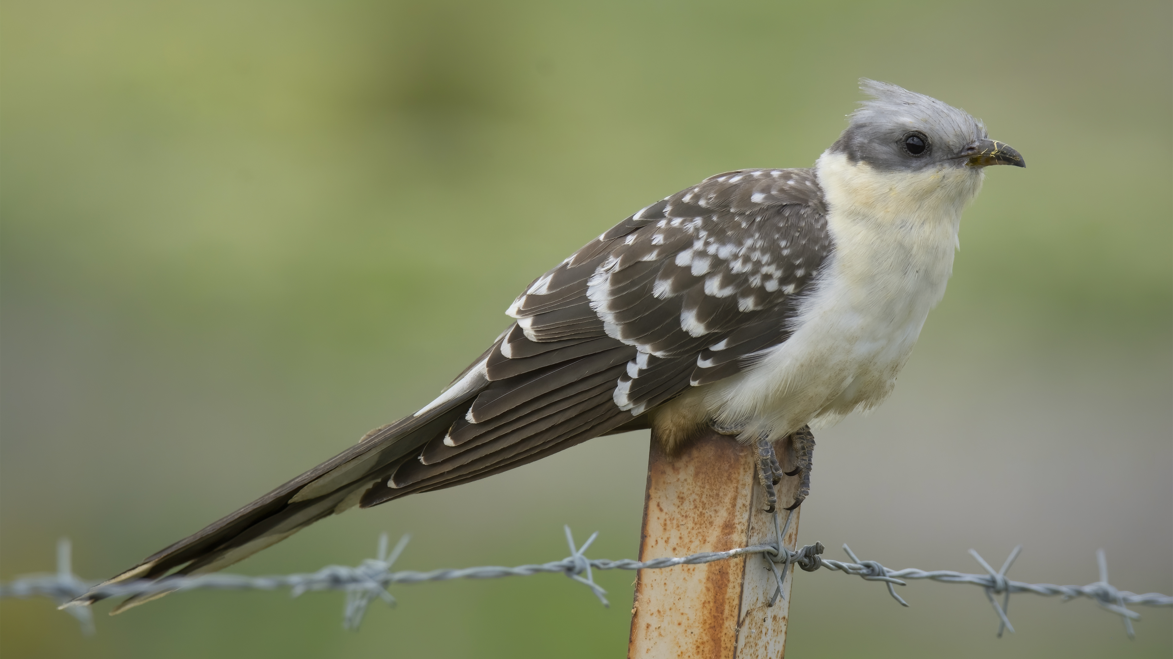 Tepeli guguk » Great Spotted Cuckoo » Clamator glandarius