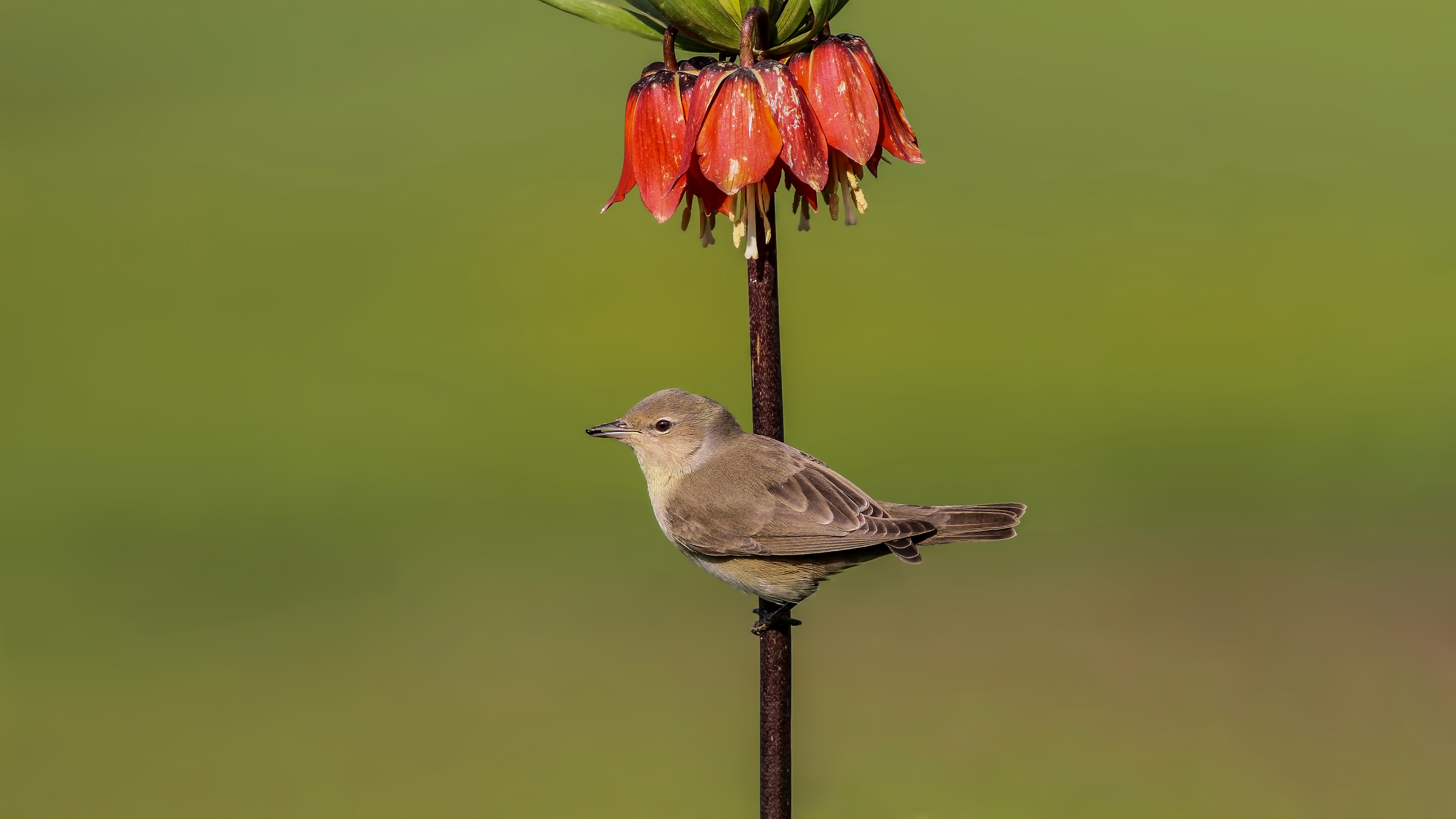 Boz ötleğen » Garden Warbler » Sylvia borin